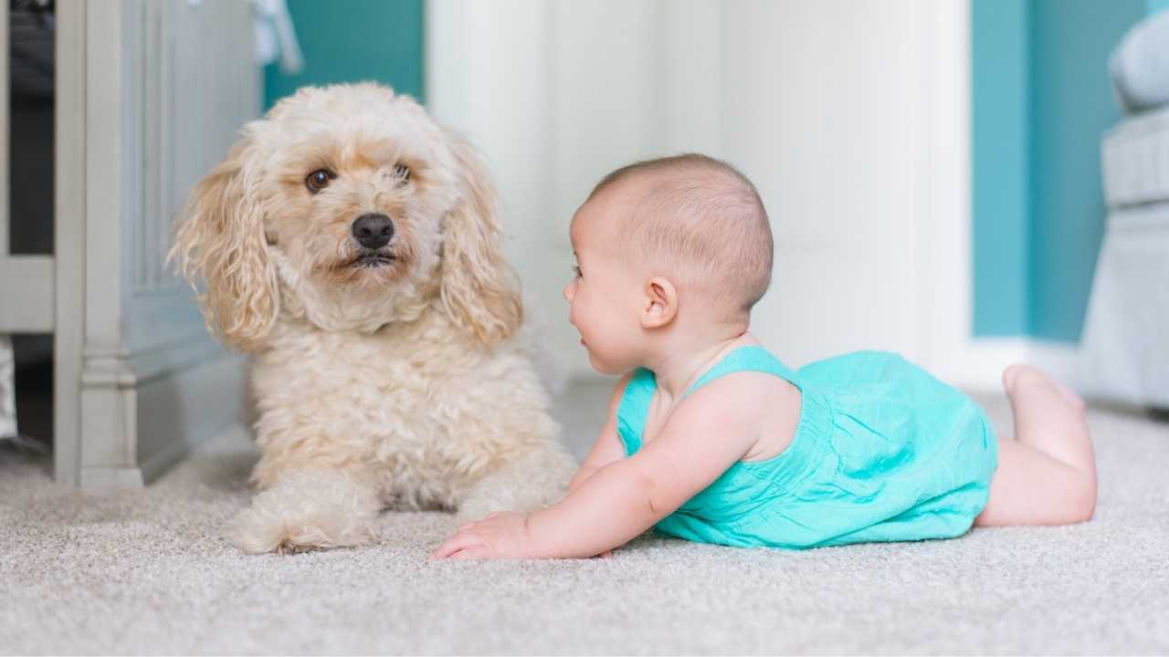 Dog Breeds That Are Good With Babies