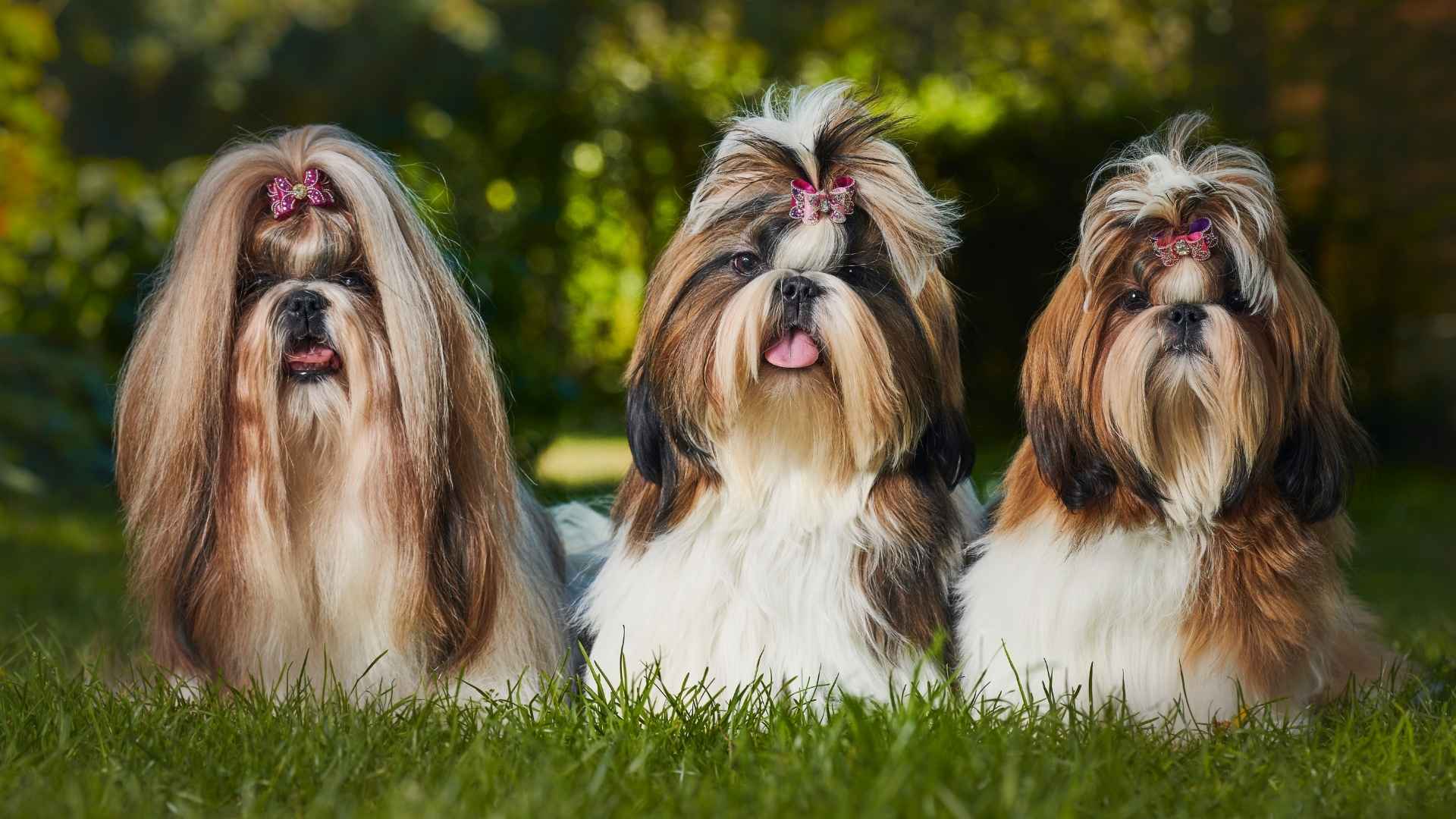 Dog Breeds That Are Less Likely to Bite