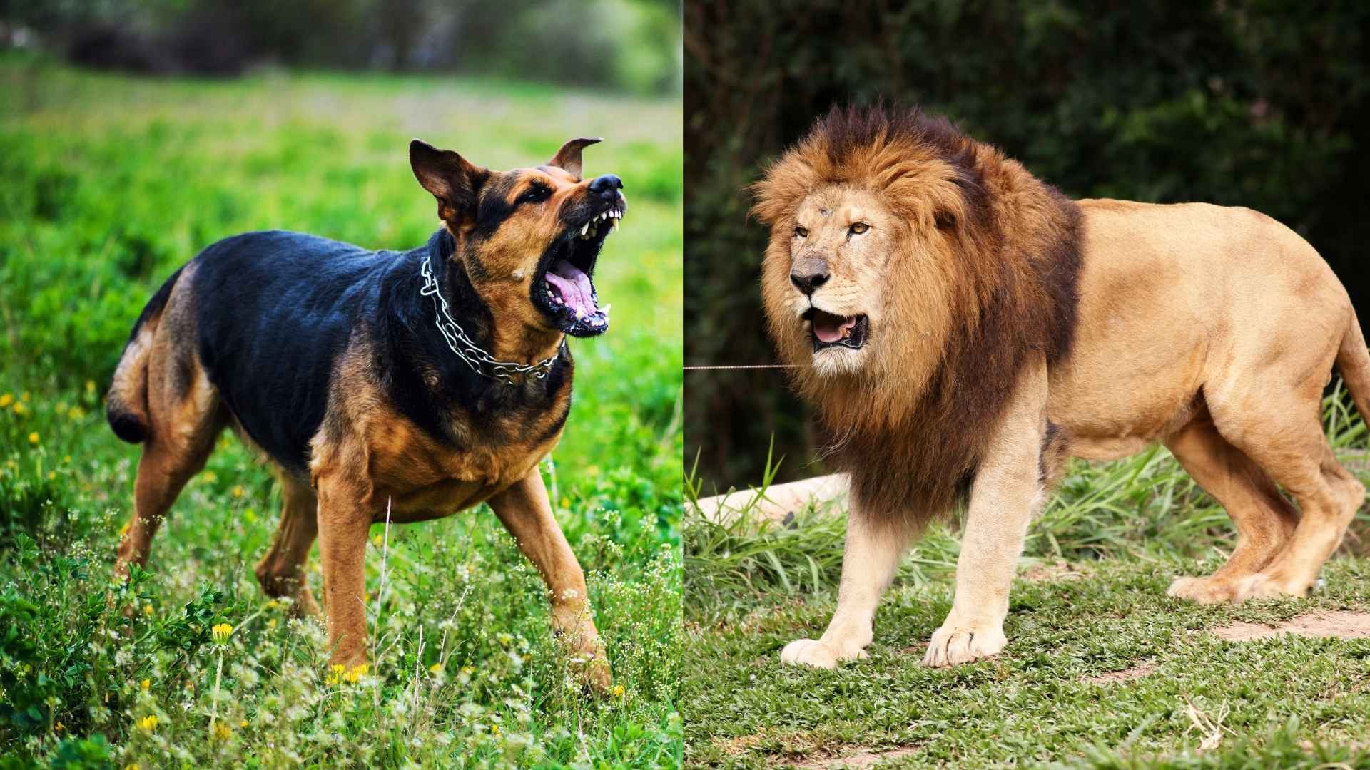 Dog Breeds That Can Defeat a Lion 1