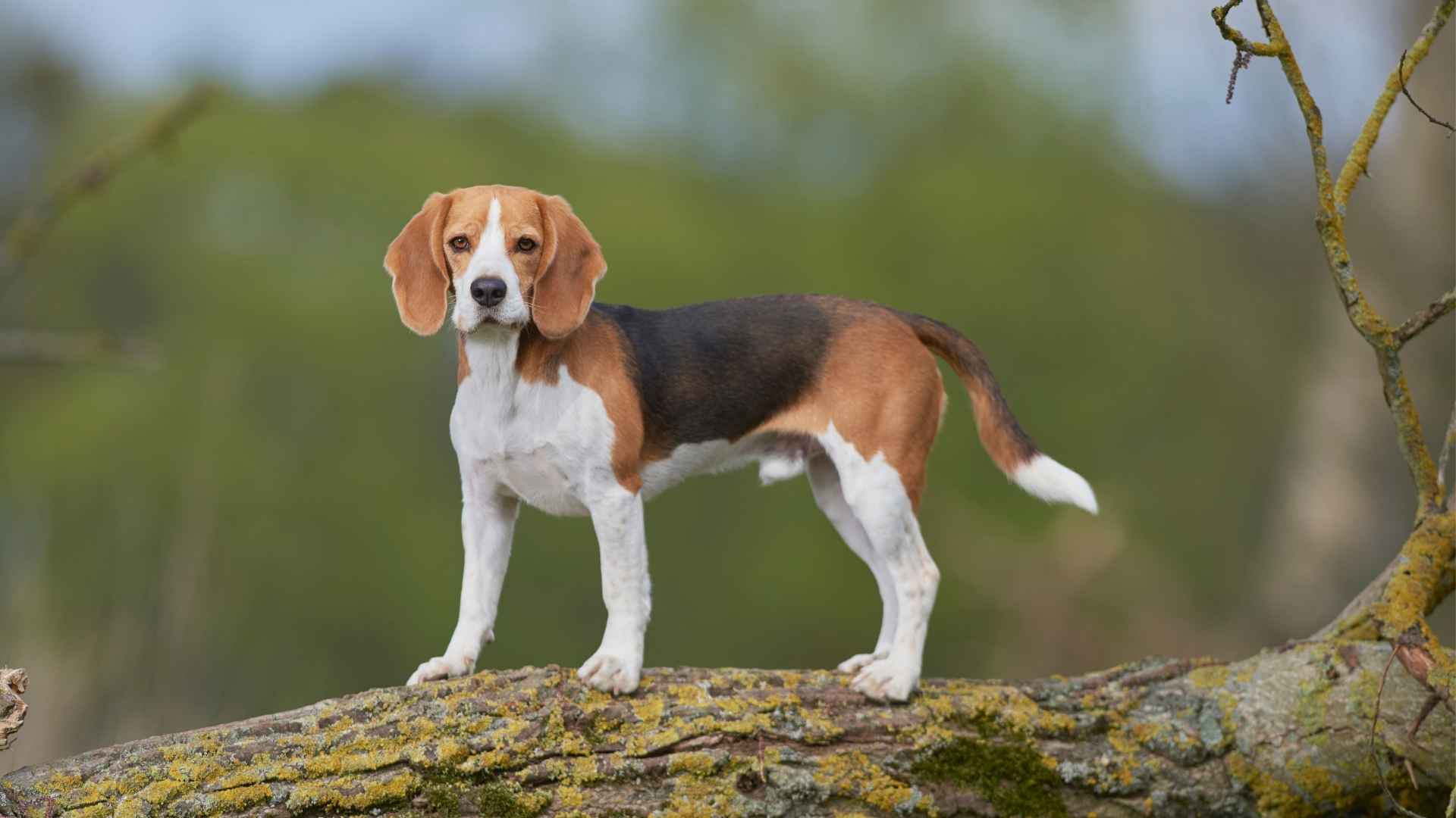 Dog Breeds That Cant Be Trusted Off Leash