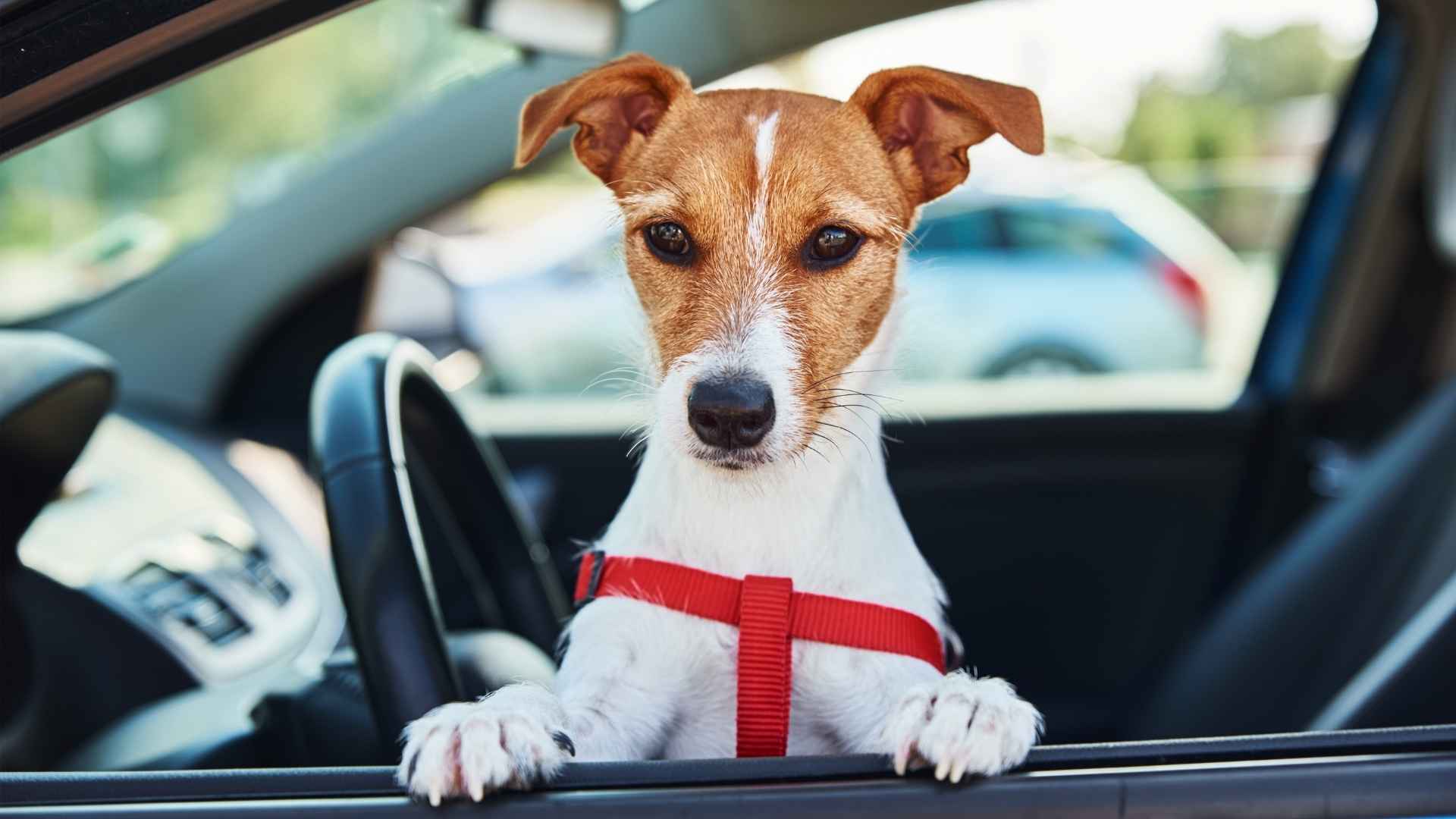 Dog Breeds That Hate Car Rides 1