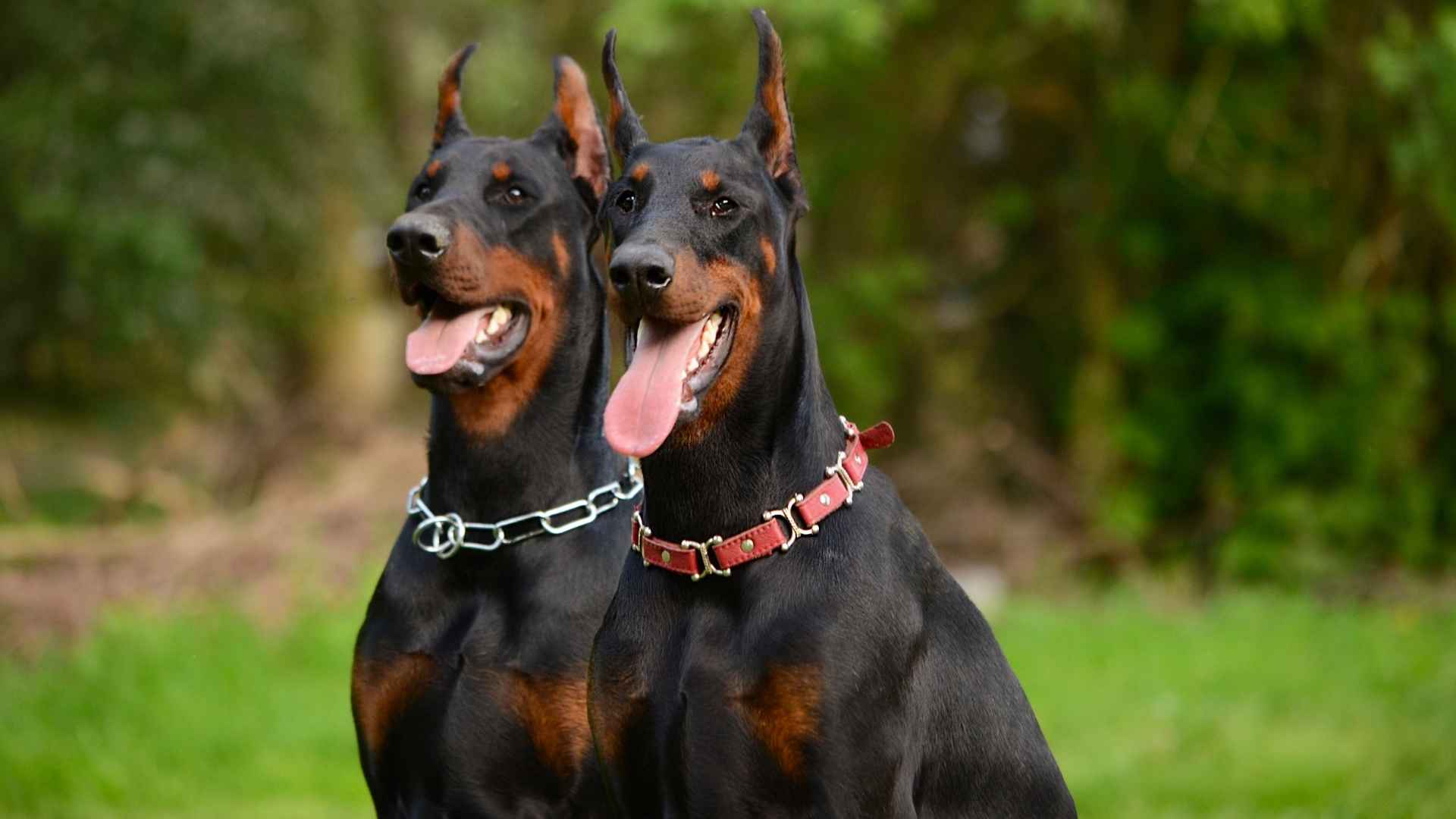 Dog Breeds That Look Like Doberman Pinschers