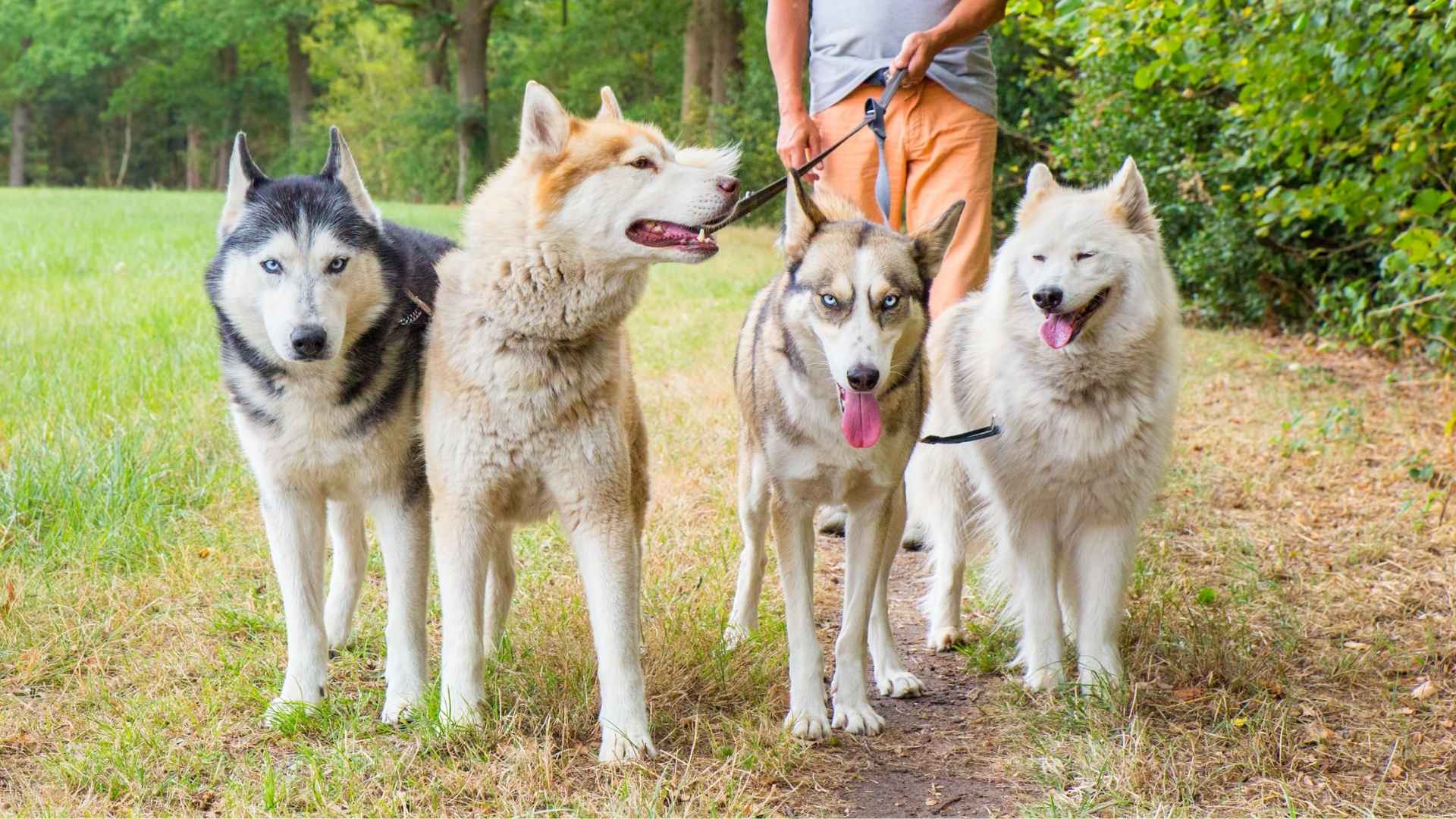 Dog Breeds That Look Like Huskies