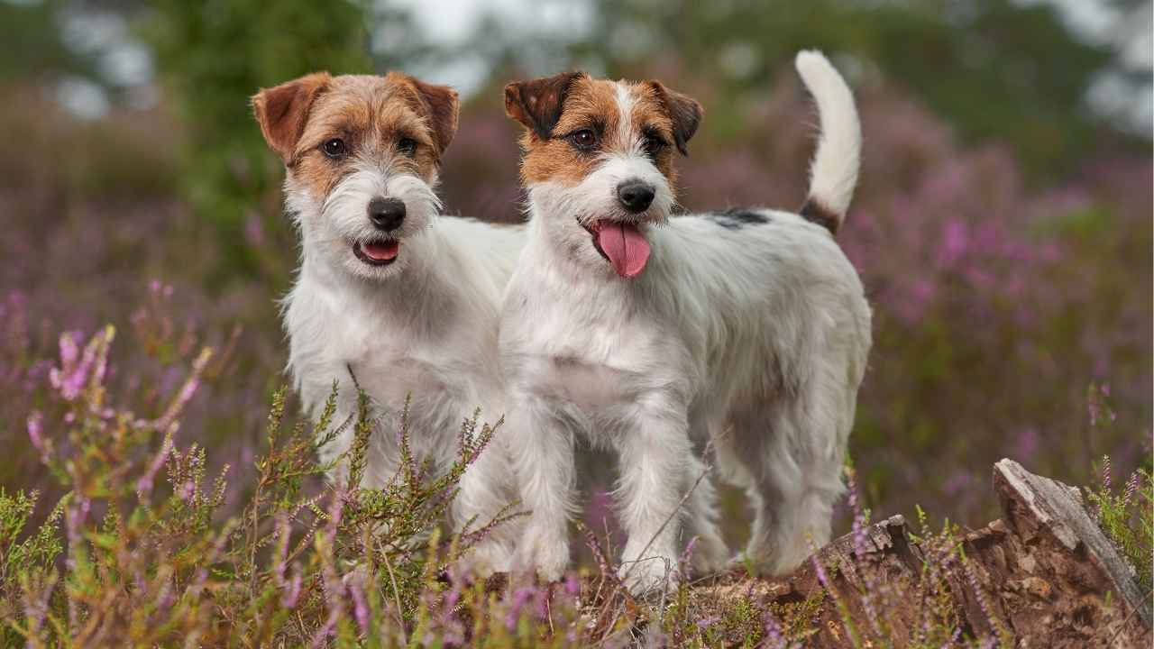 Dog Breeds That Look Like Jack Russell