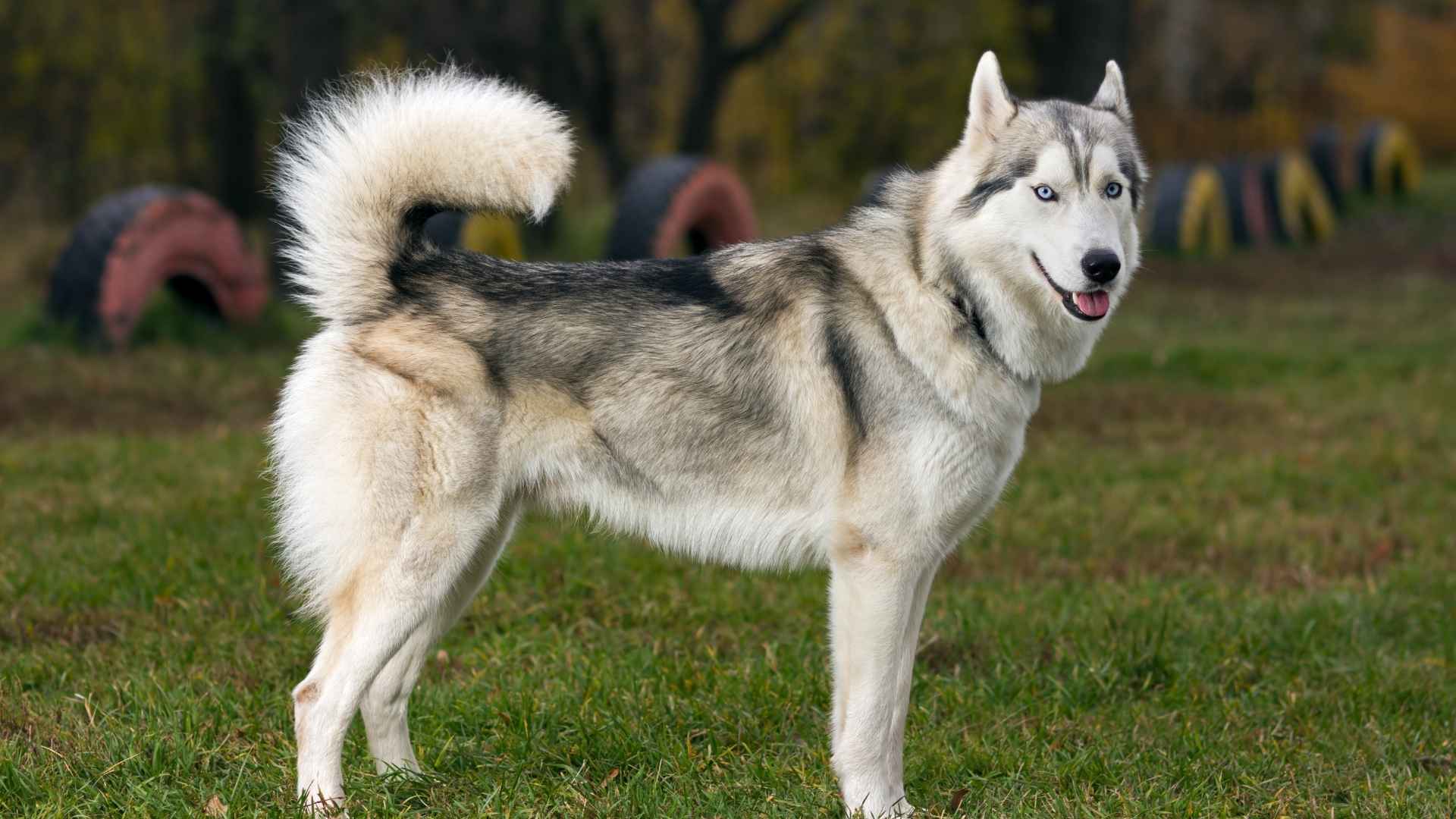 Dog Breeds That Look Like Wolves