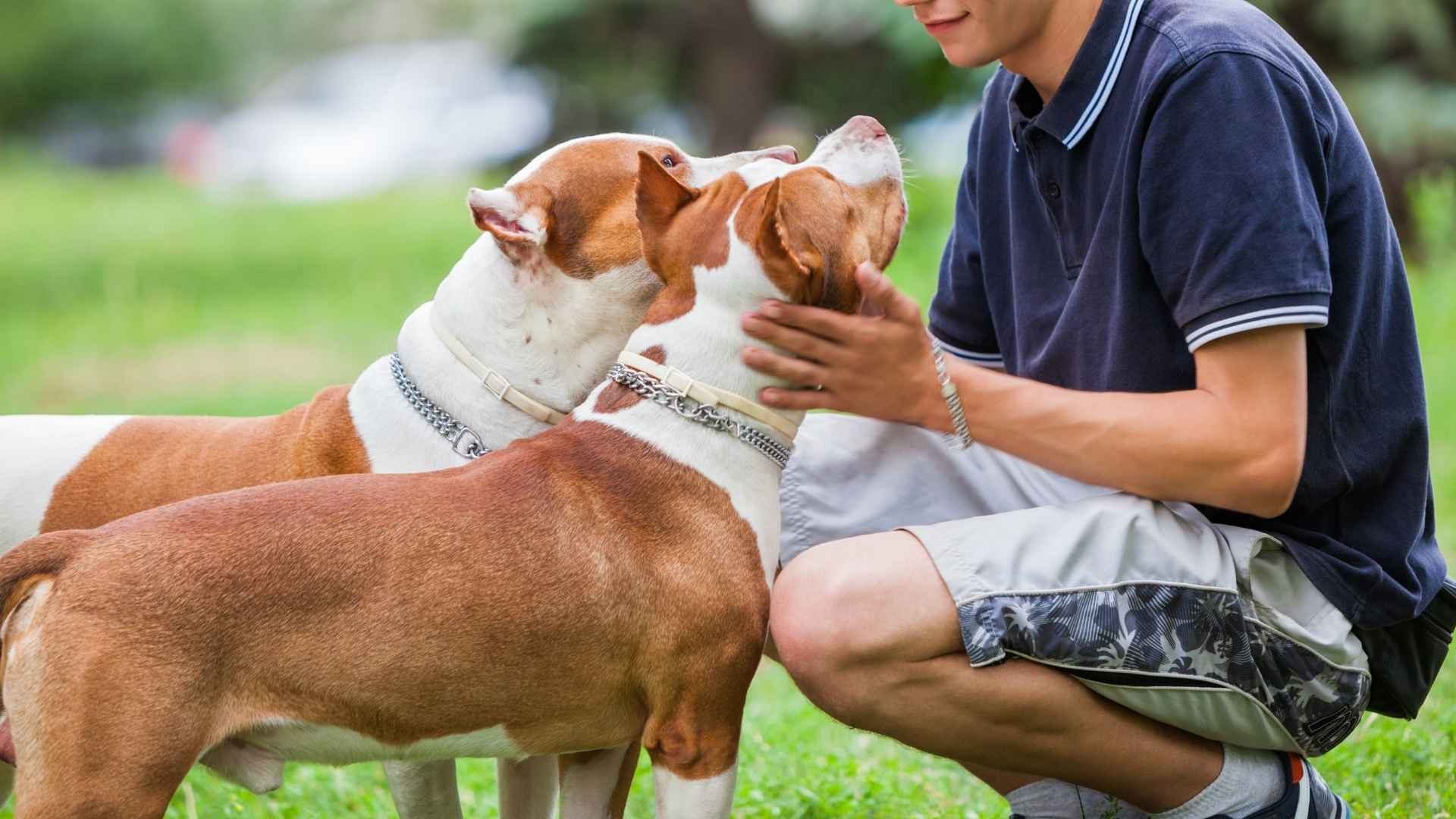 Dog Breeds That Love Their Humans More Than Life Itself