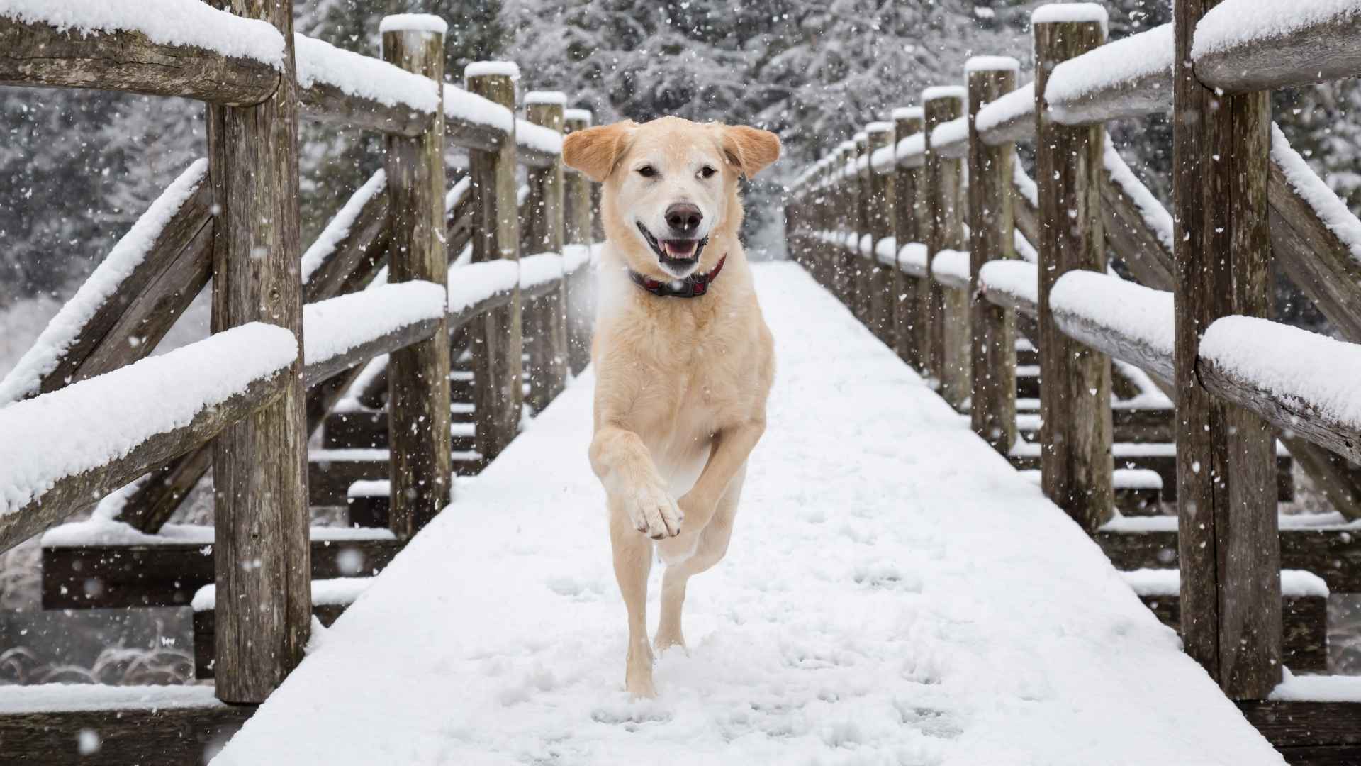 Dog Breeds That Thrive in Cold Weather