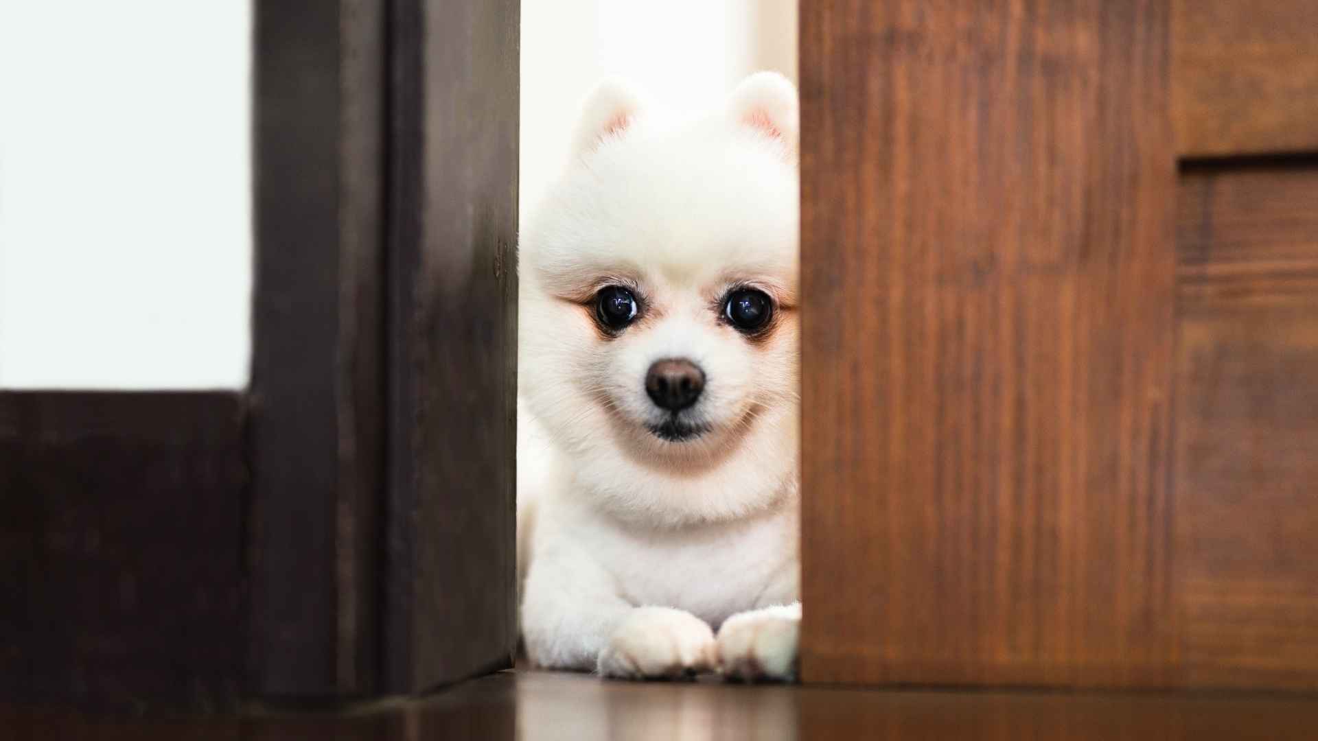 Dog Breeds Who Are Masters of Hide and Seek