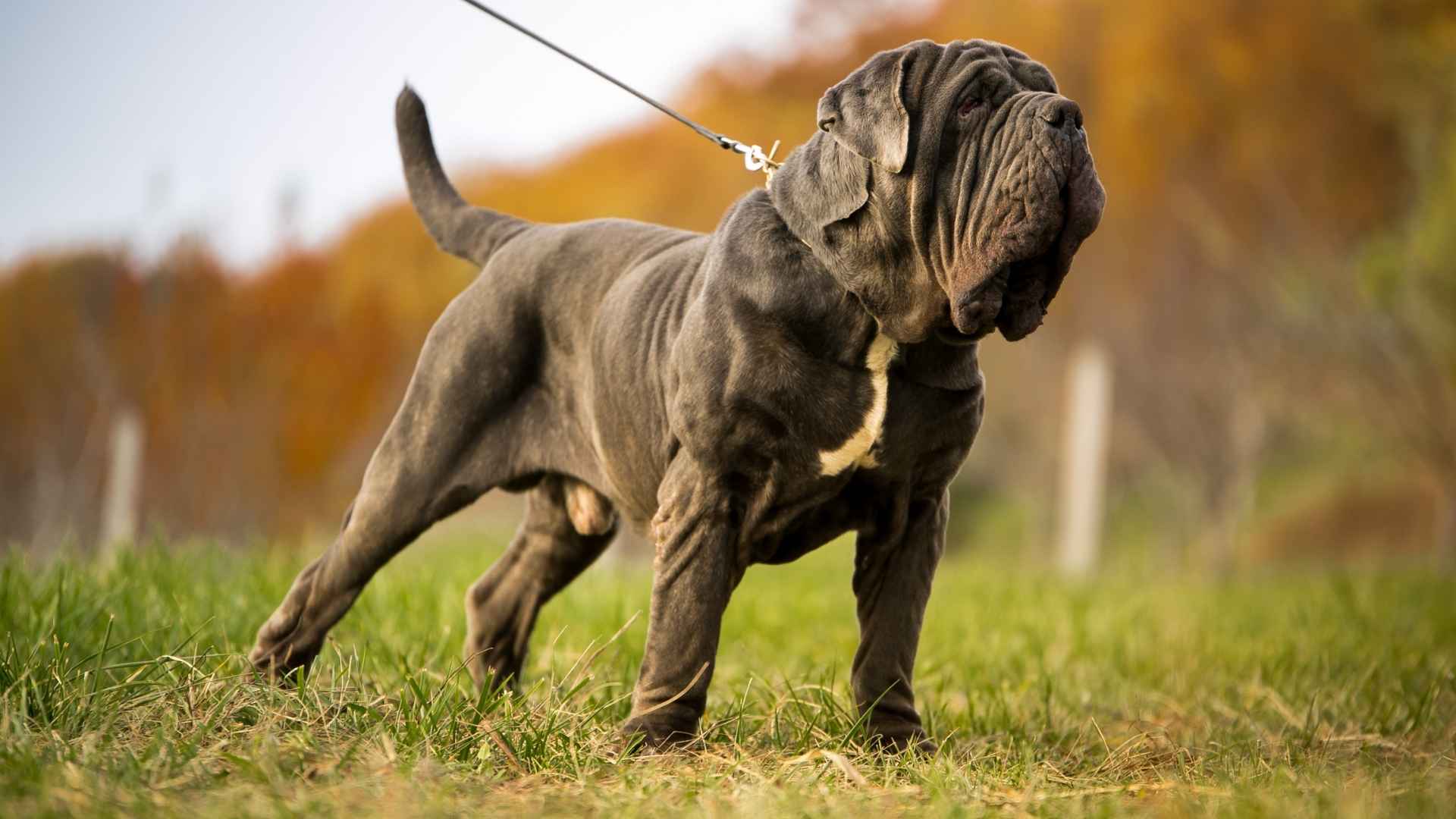 Dog Breeds With The Best Behaved Personalities