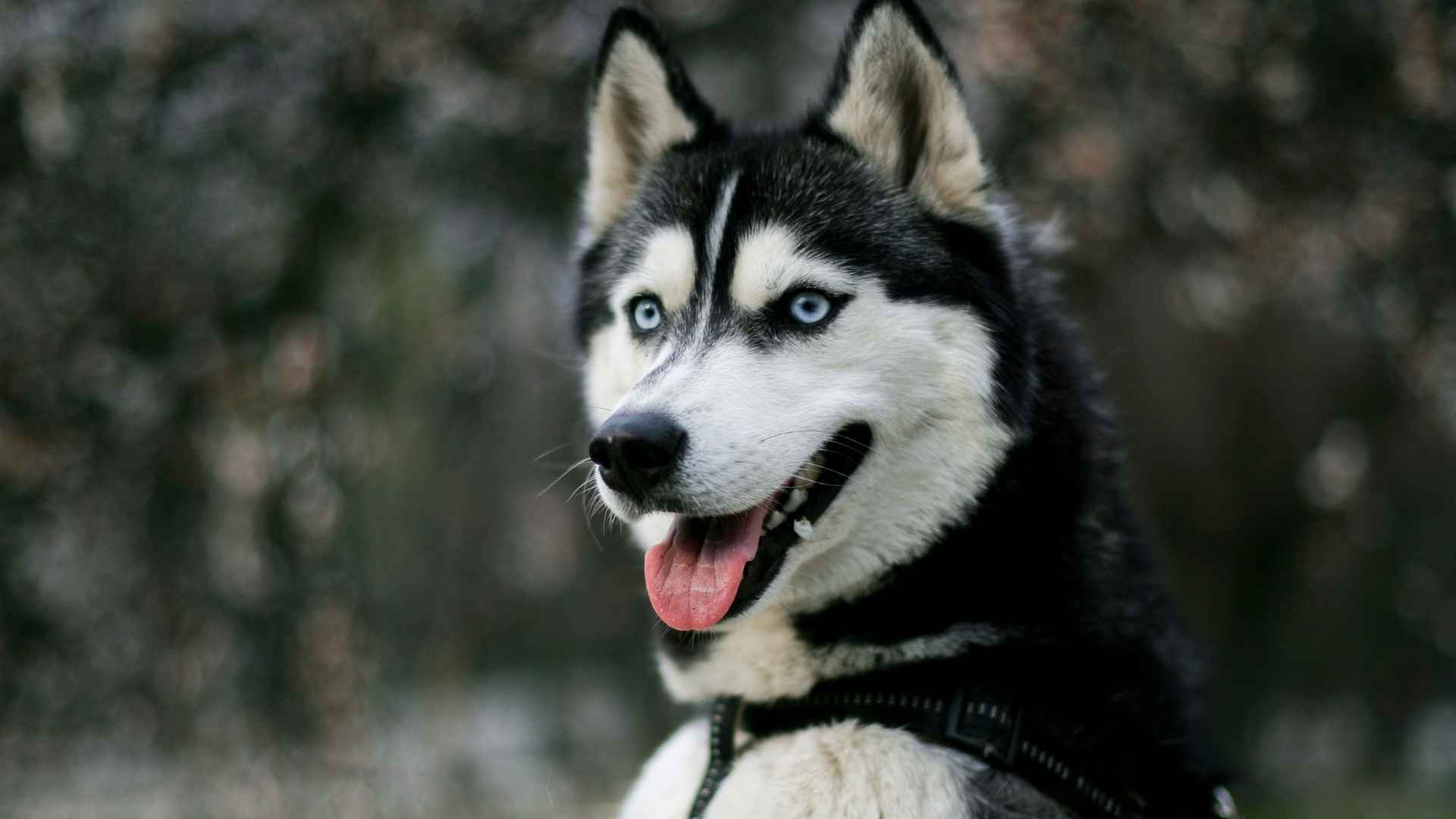 Dog Breeds With the Most Striking Eyes You Wont Forget 1