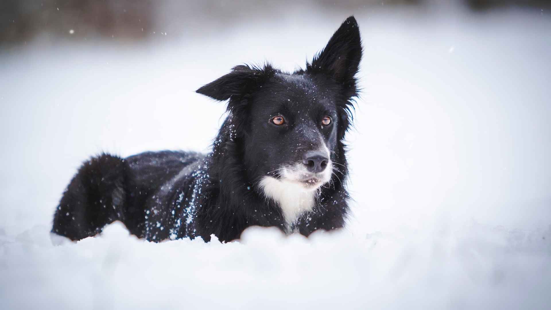 Dog Breeds for Cold Climates