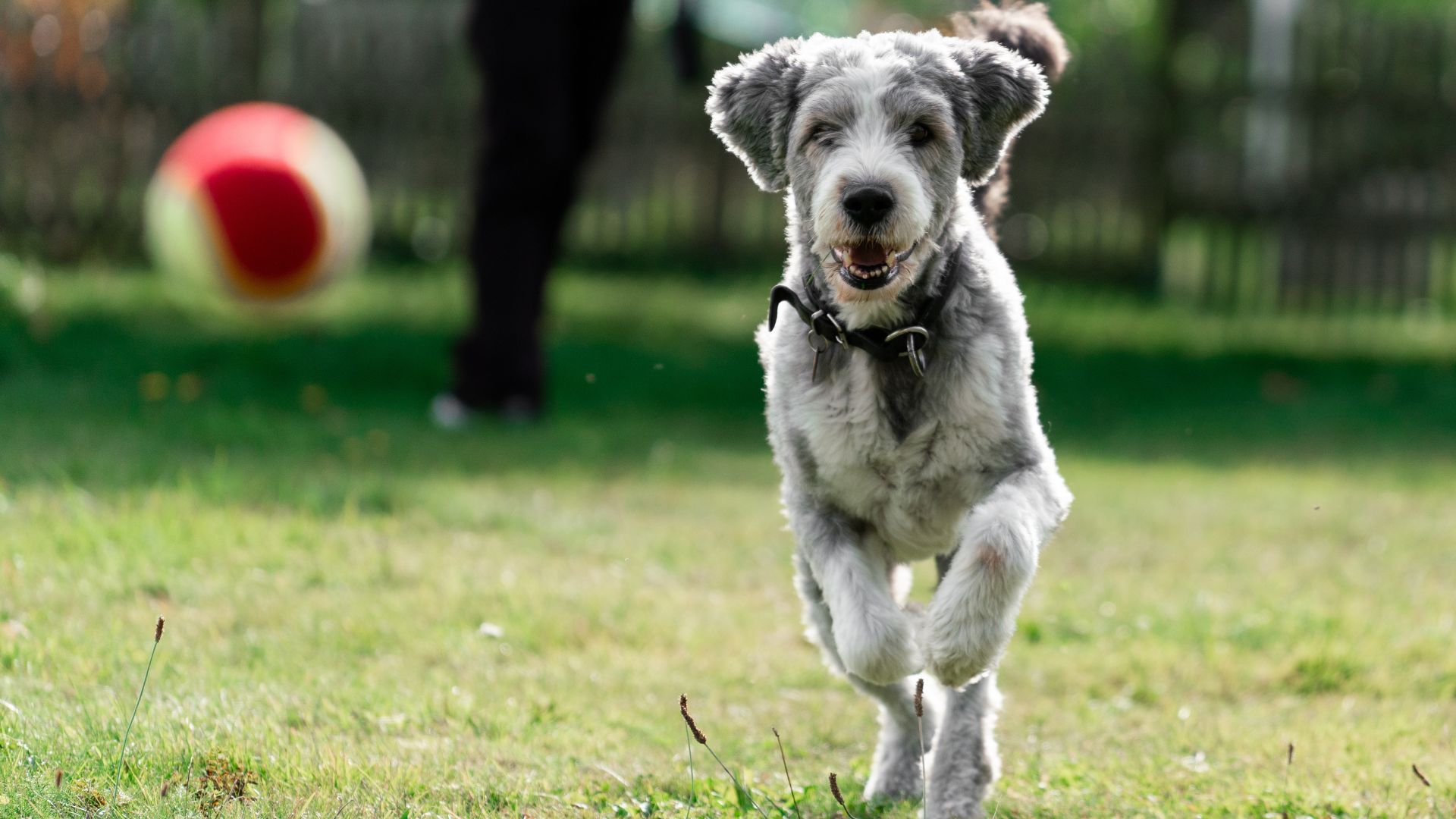 Dog Breeds for Fetch Games