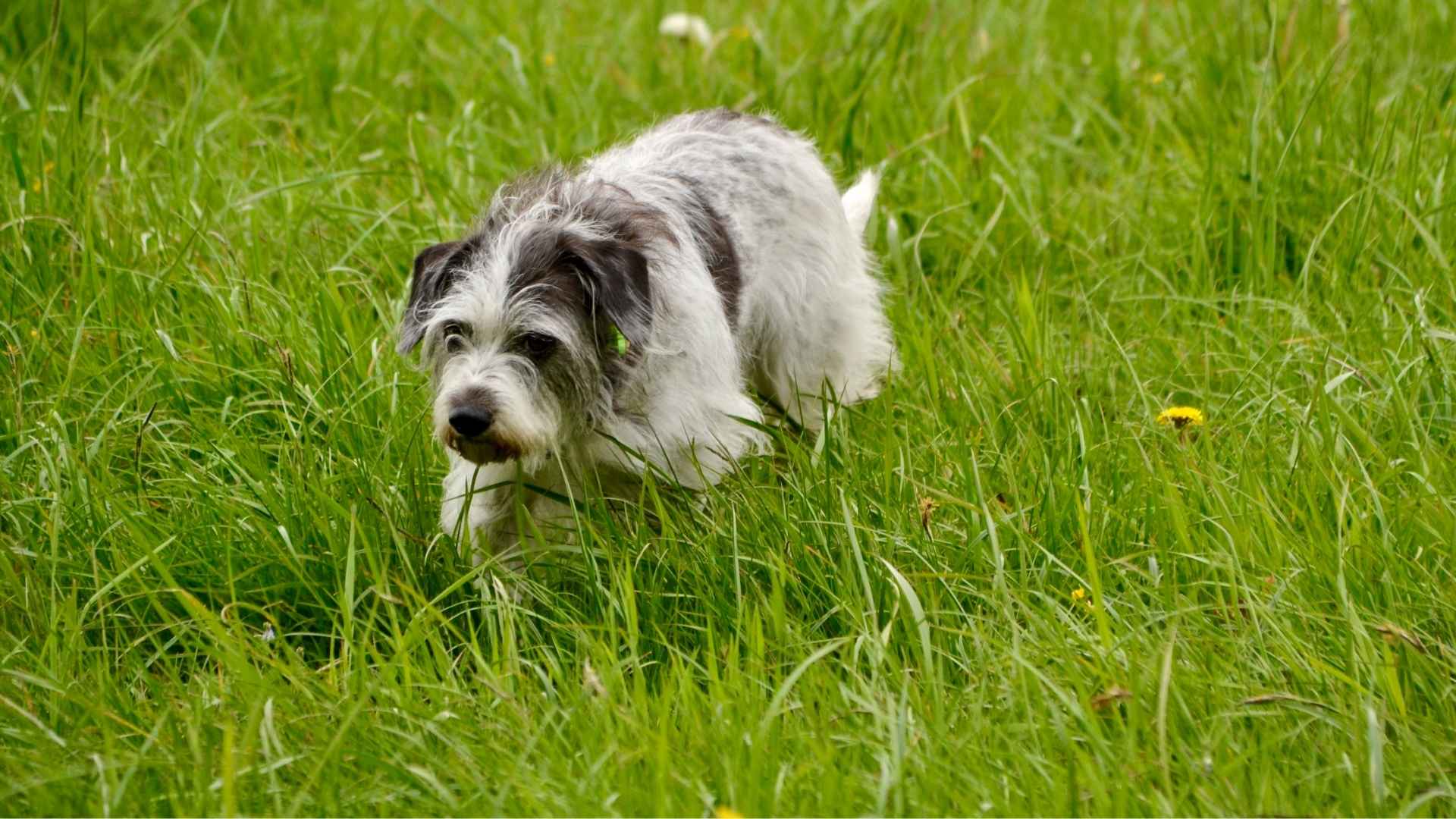 Dog Breeds for Hunting Rats Mice