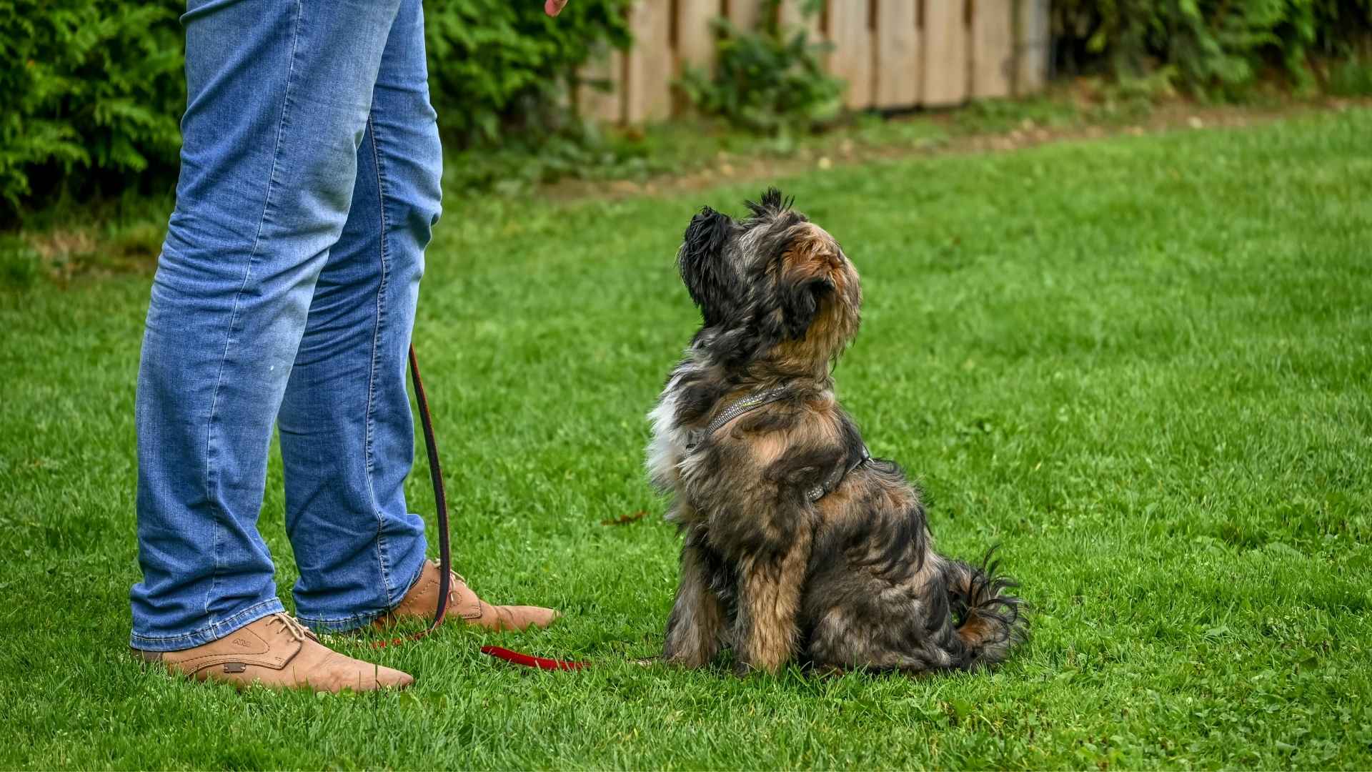 Dog Breeds for Inexperienced Owners