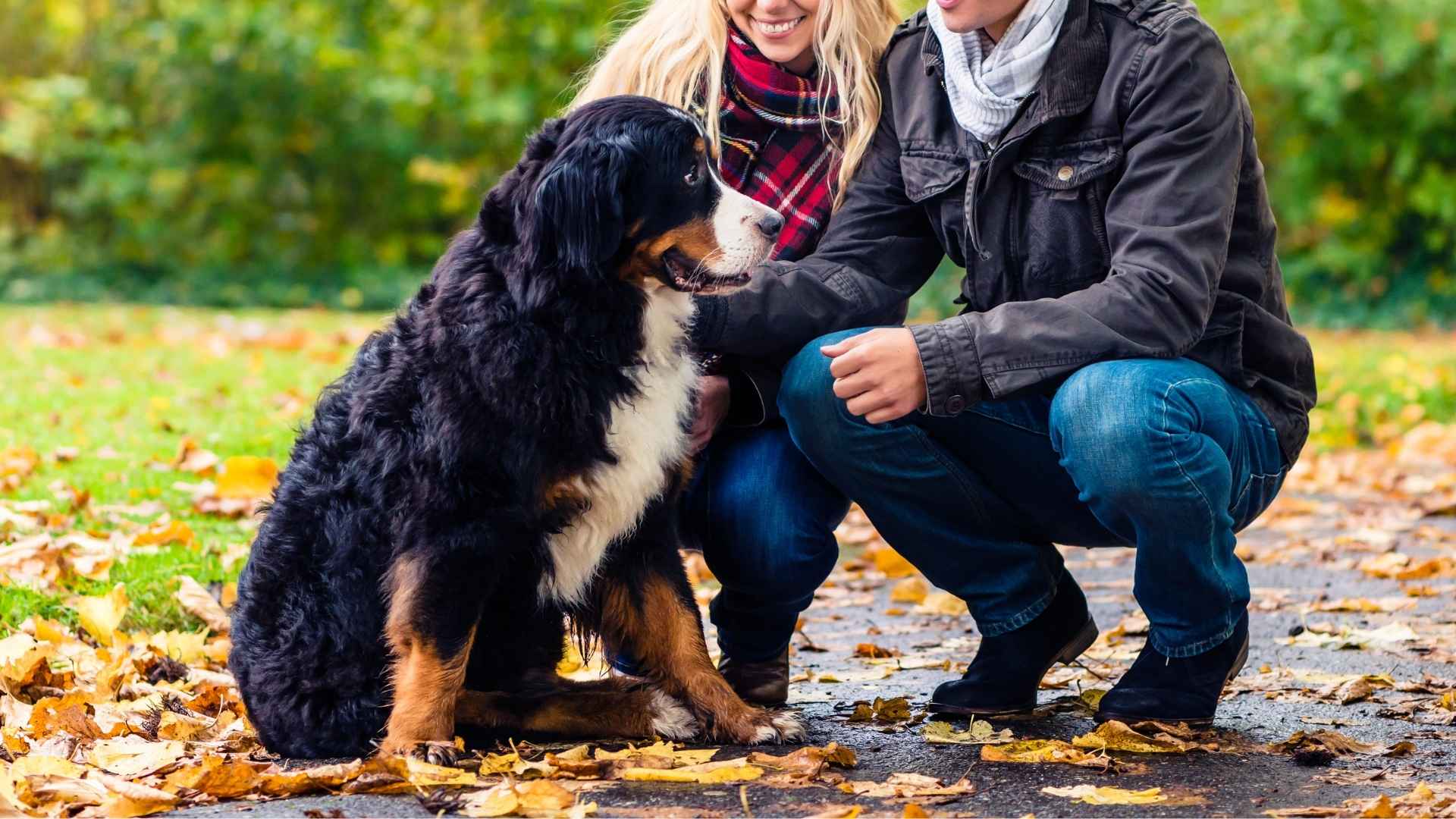 Dog Breeds for Newlyweds