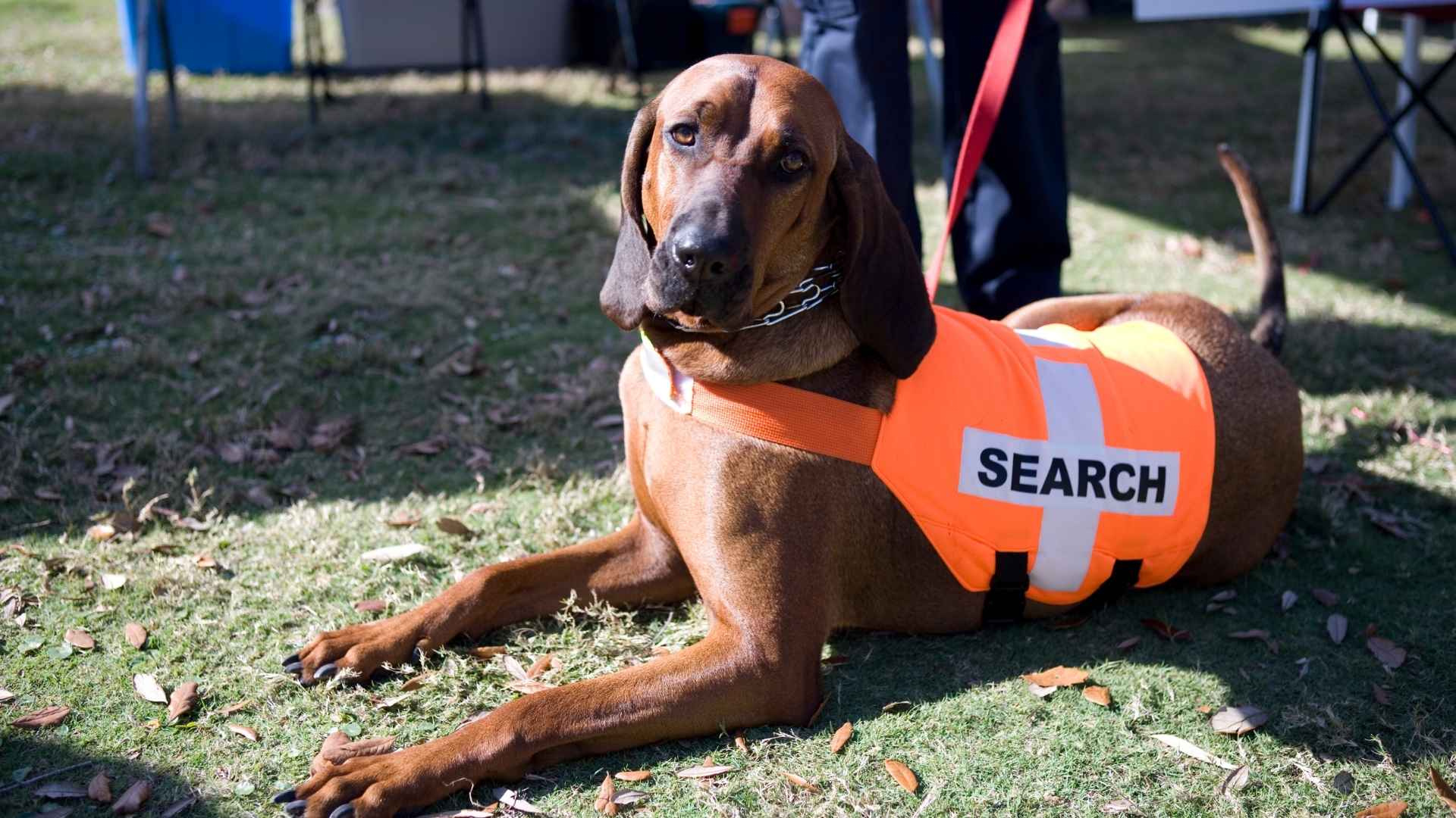 Dog Breeds for Search and Rescue Work