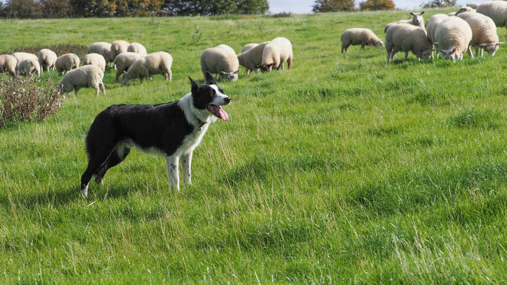 Dog Breeds for Small Farms and and Your Land