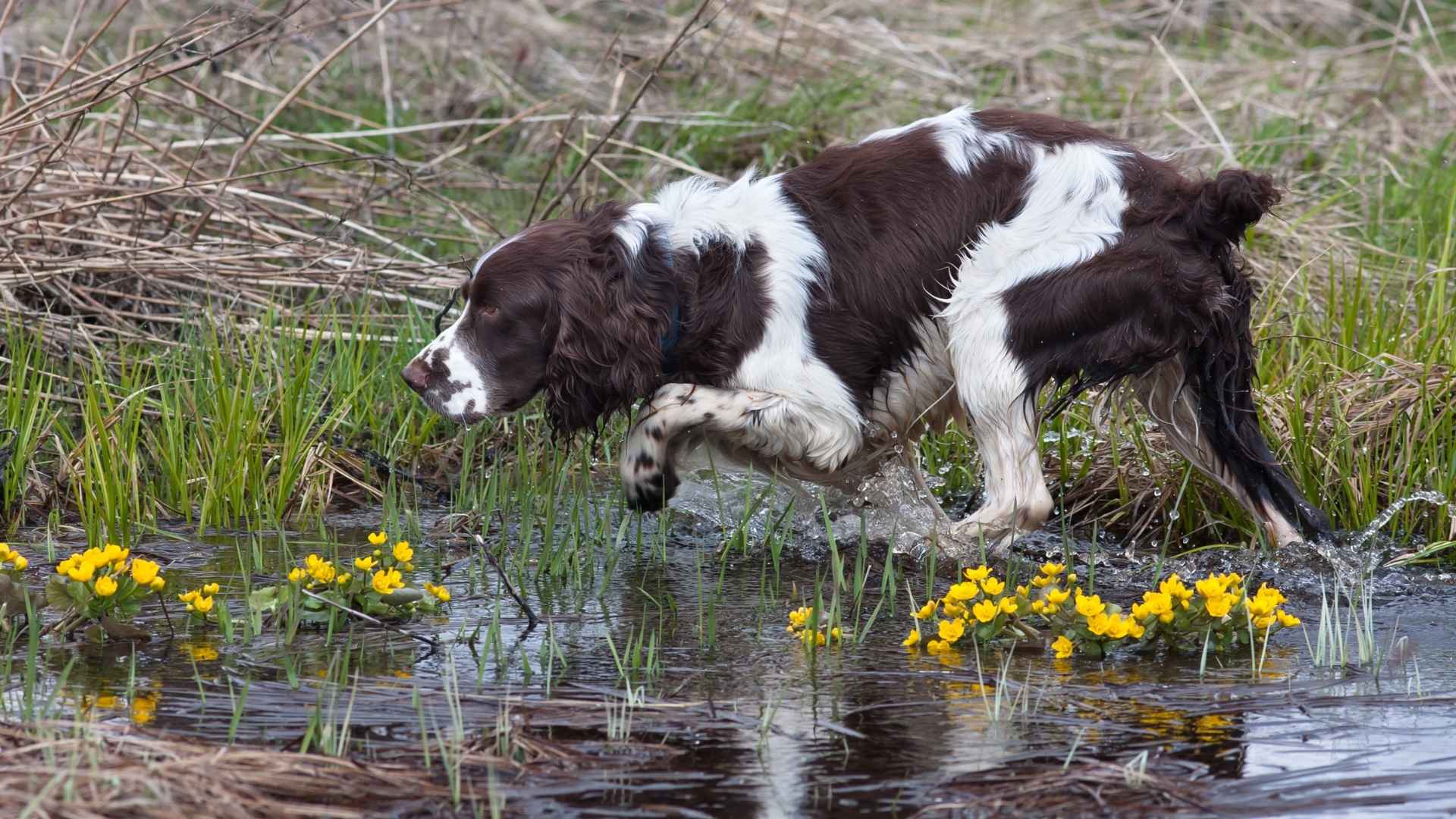 Dog Breeds for Tracking for Hunters