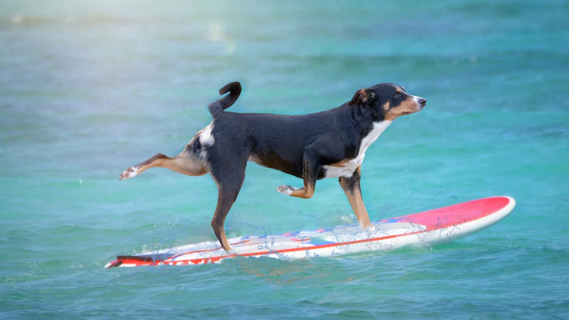 Dog Breeds for Water Sports and Fun Aquatic Activities