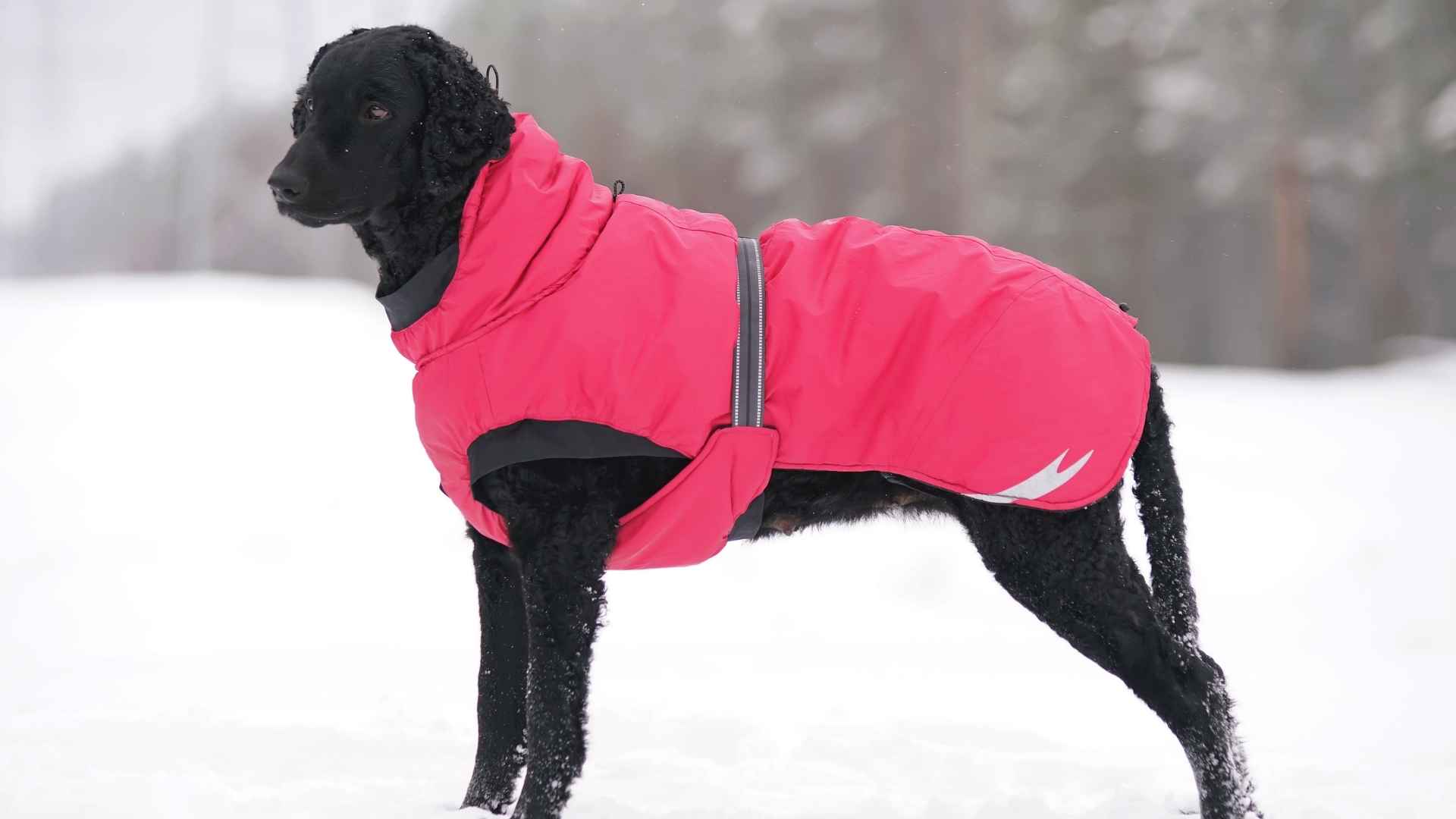 Dog Breeds that Actually Need a Coat in the Winter