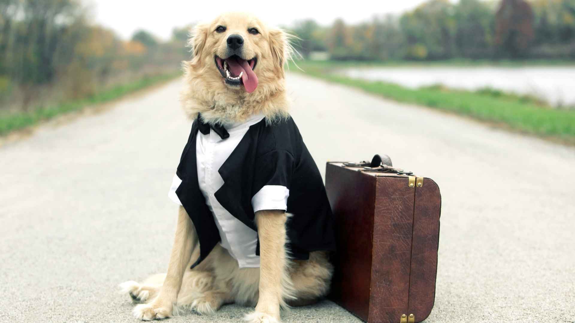 Dog Breeds that Make Excellent Travel Companions