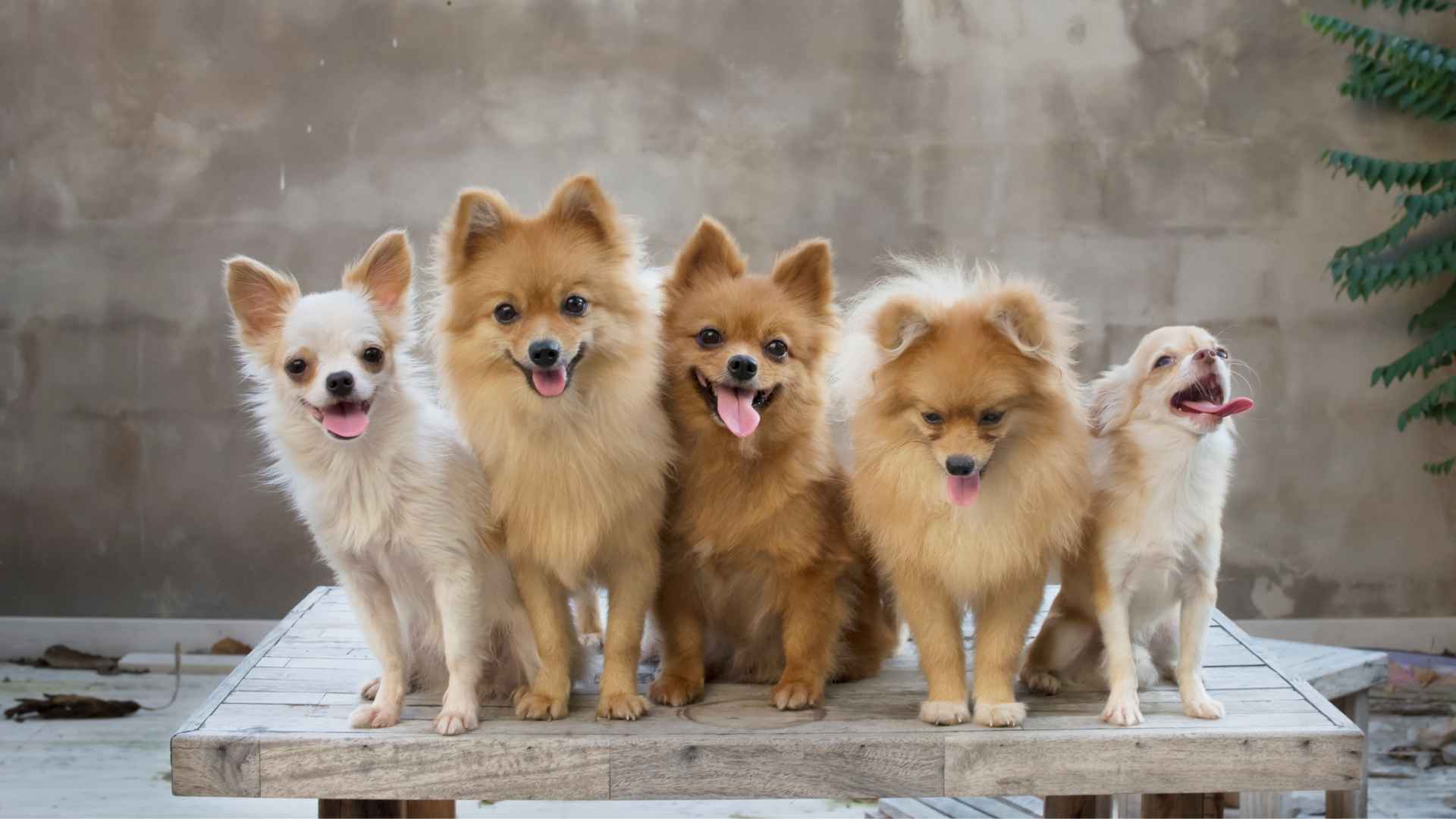 Dog Breeds that dont Grow