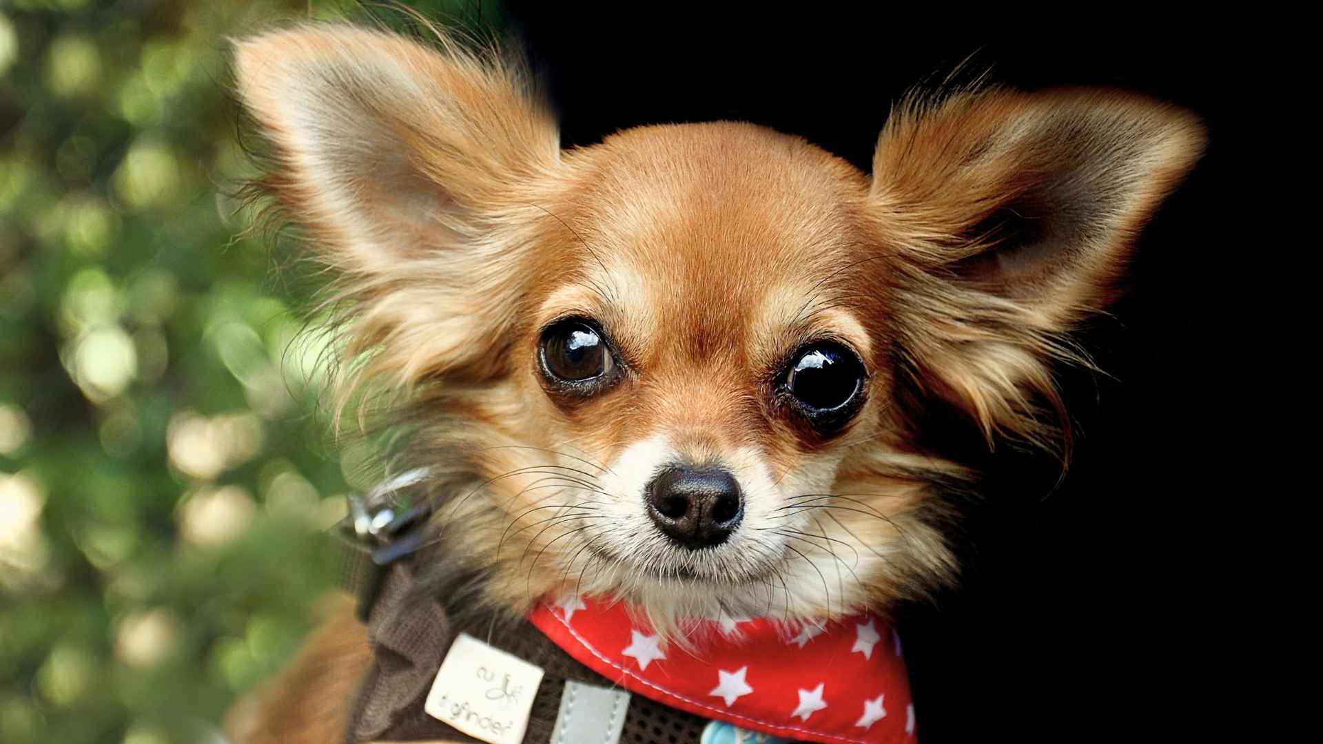 Dog Breeds with Big Eyes