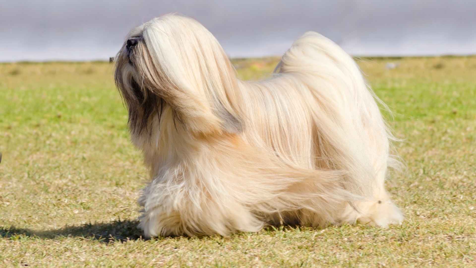 Dog Breeds with Long Hair