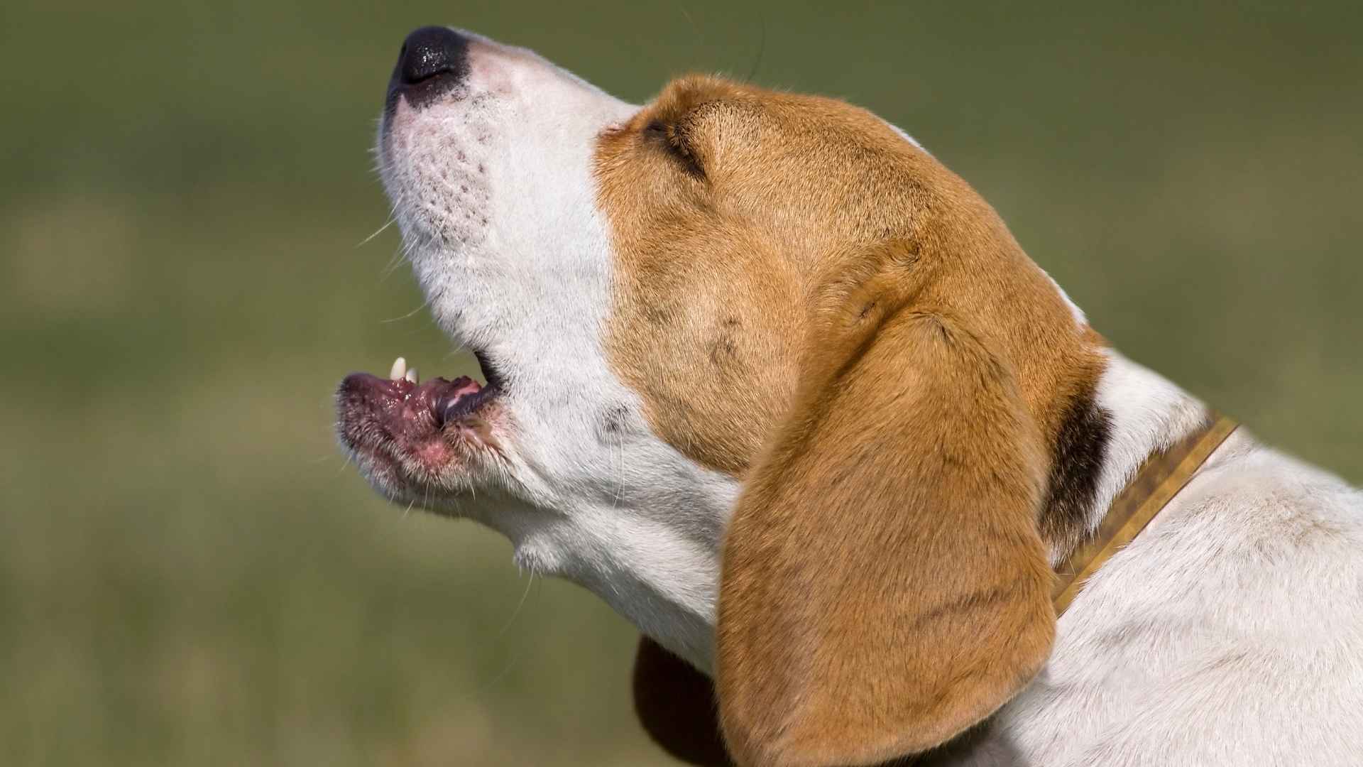 Dog Breeds with the Loudest Bark