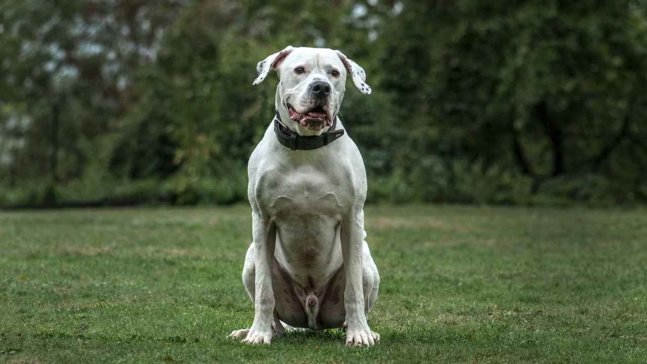 Dogo Argentino