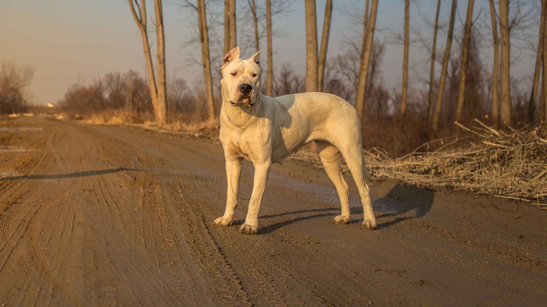 Dogo Argentino