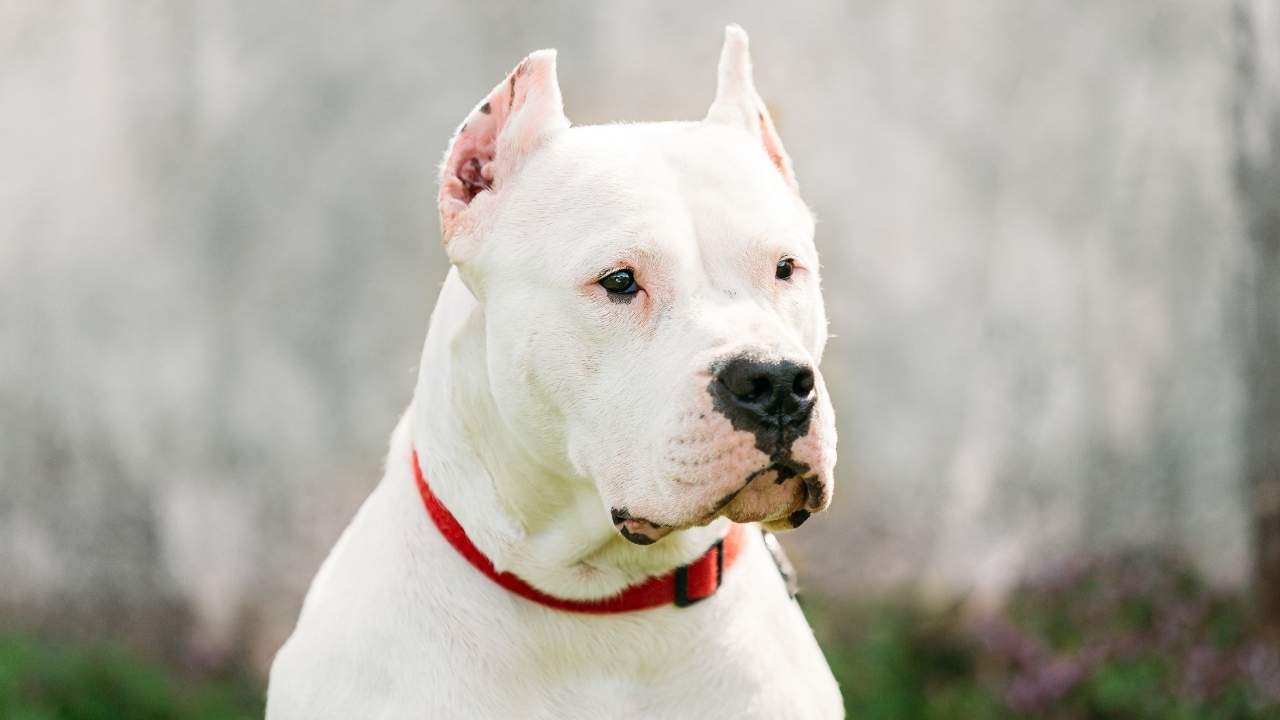 Dogo Argentino