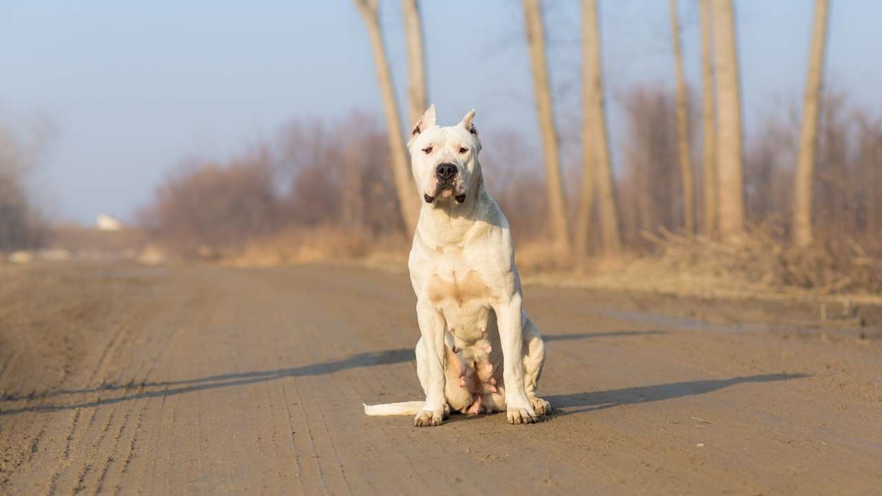 Dogo Argentino