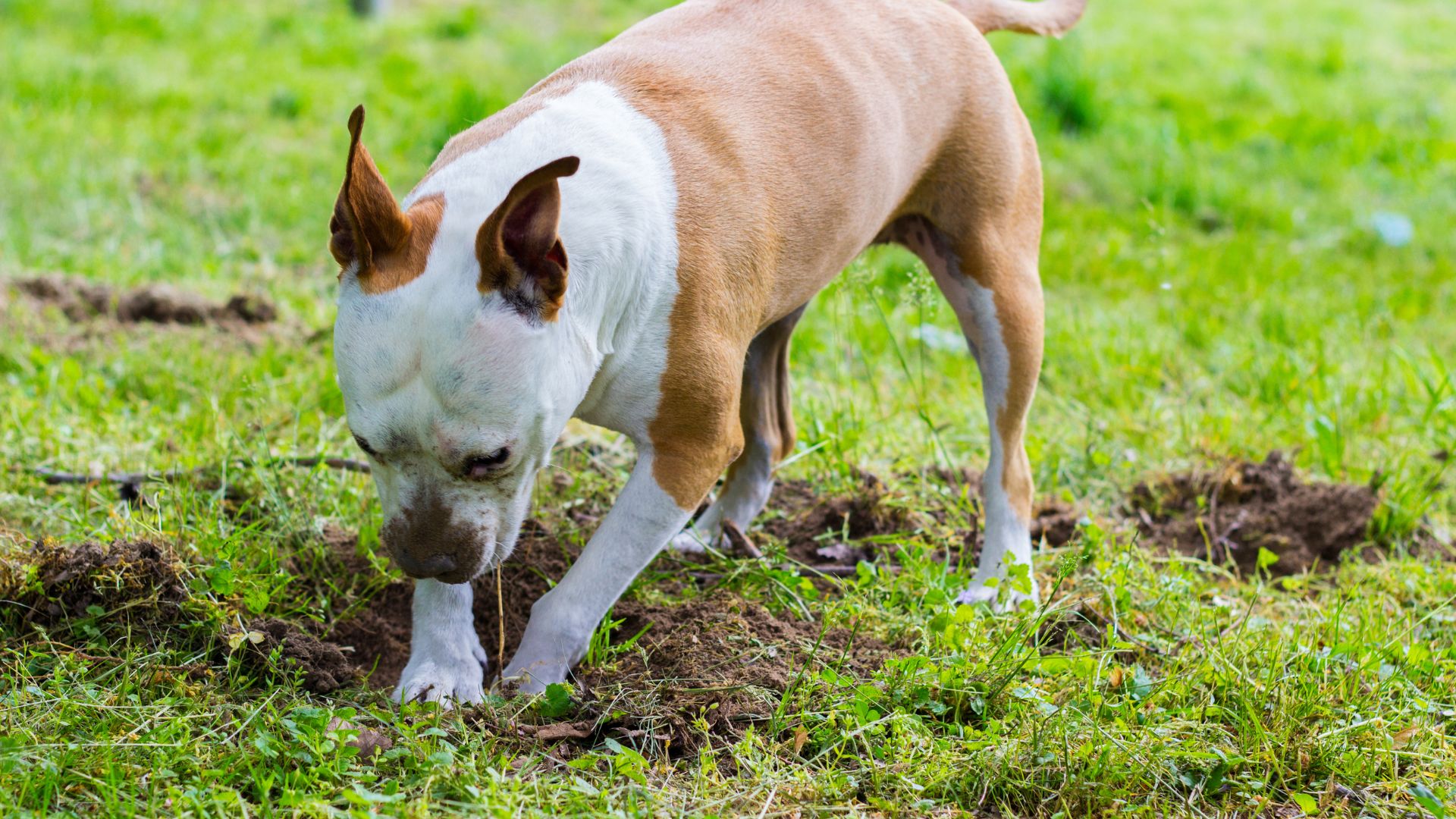 Dogs Most Likely to Forget Where They Buried Their Bone