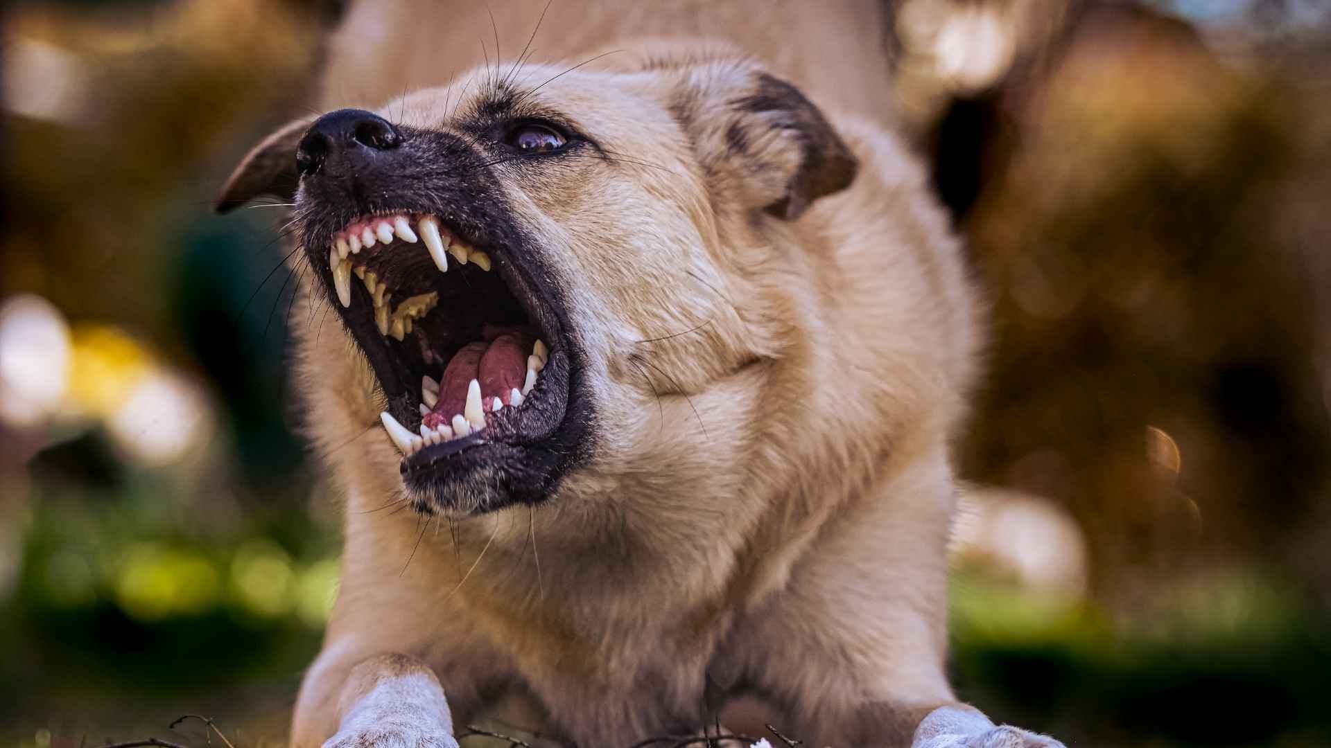 Dogs with the Strongest Bite Force