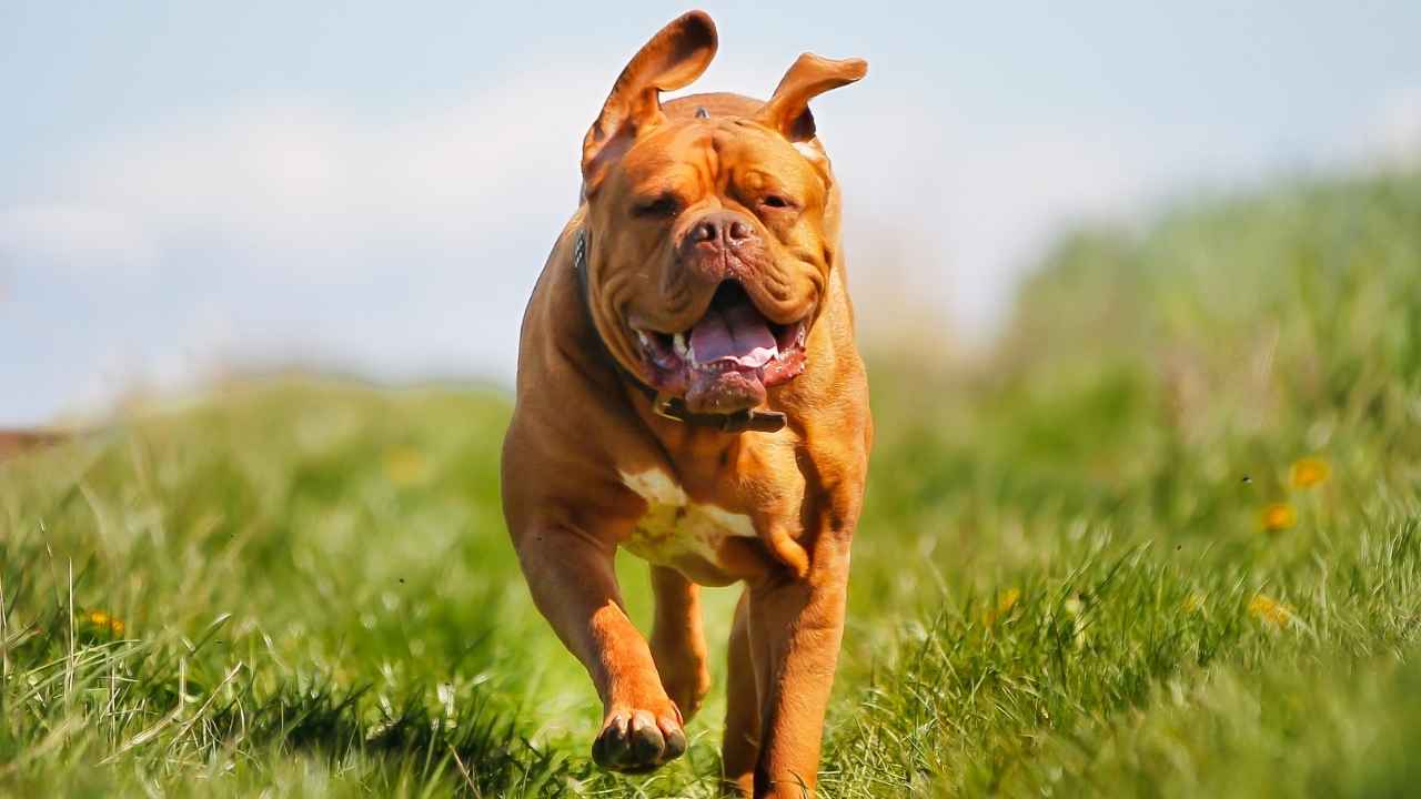 Dogue de Bordeaux