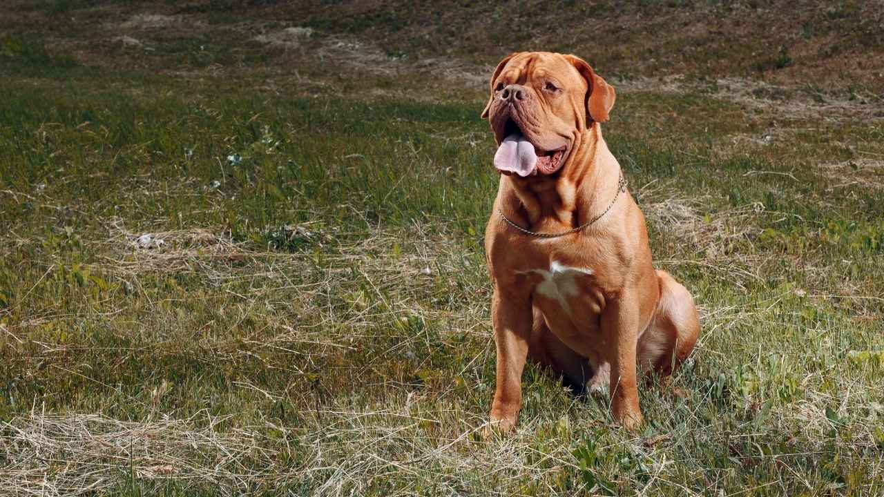 Dogue de Bordeaux