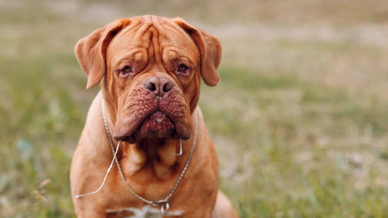 Dogue de Bordeaux