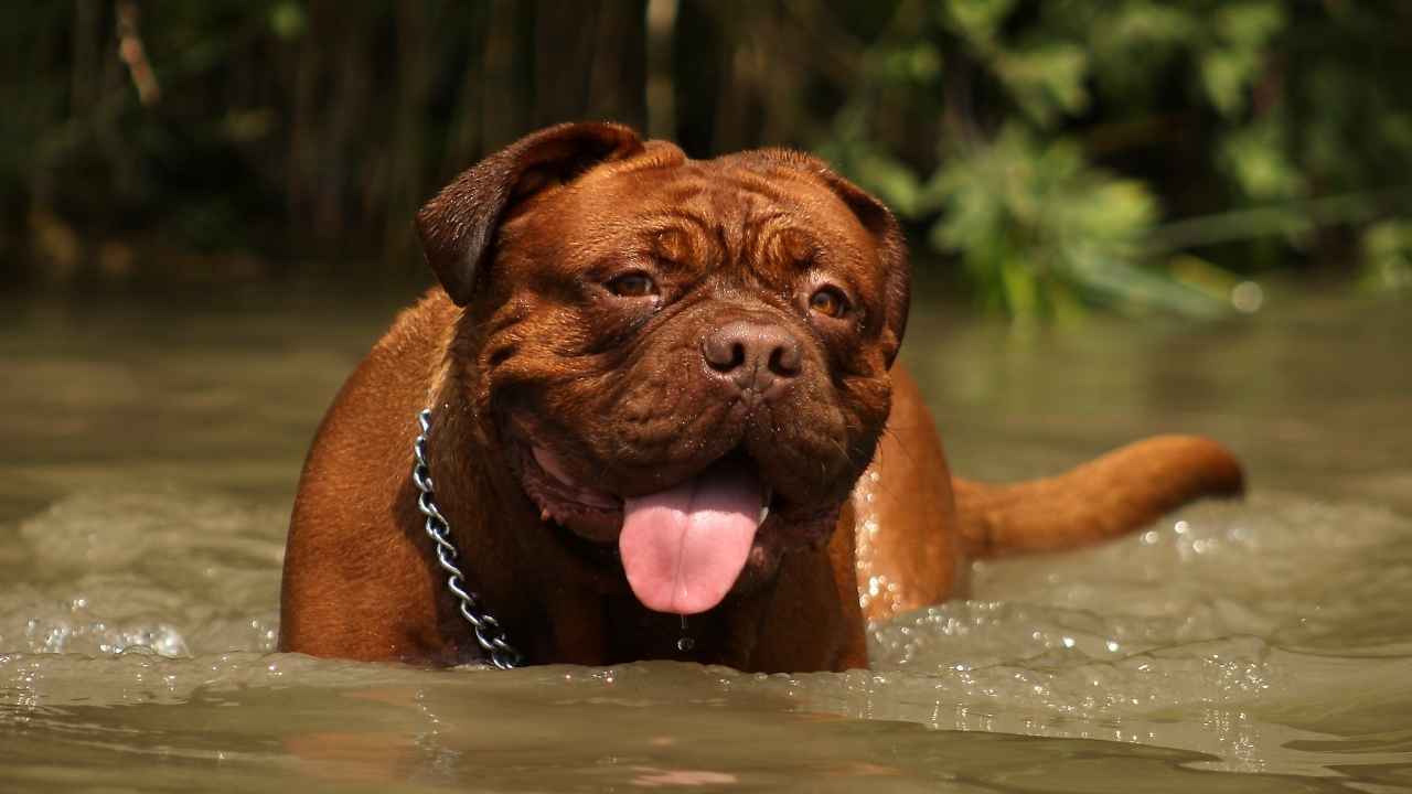 Dogue de Bordeaux