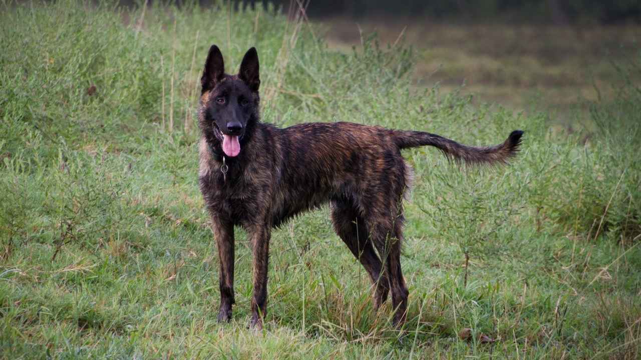 Dutch Shepherd