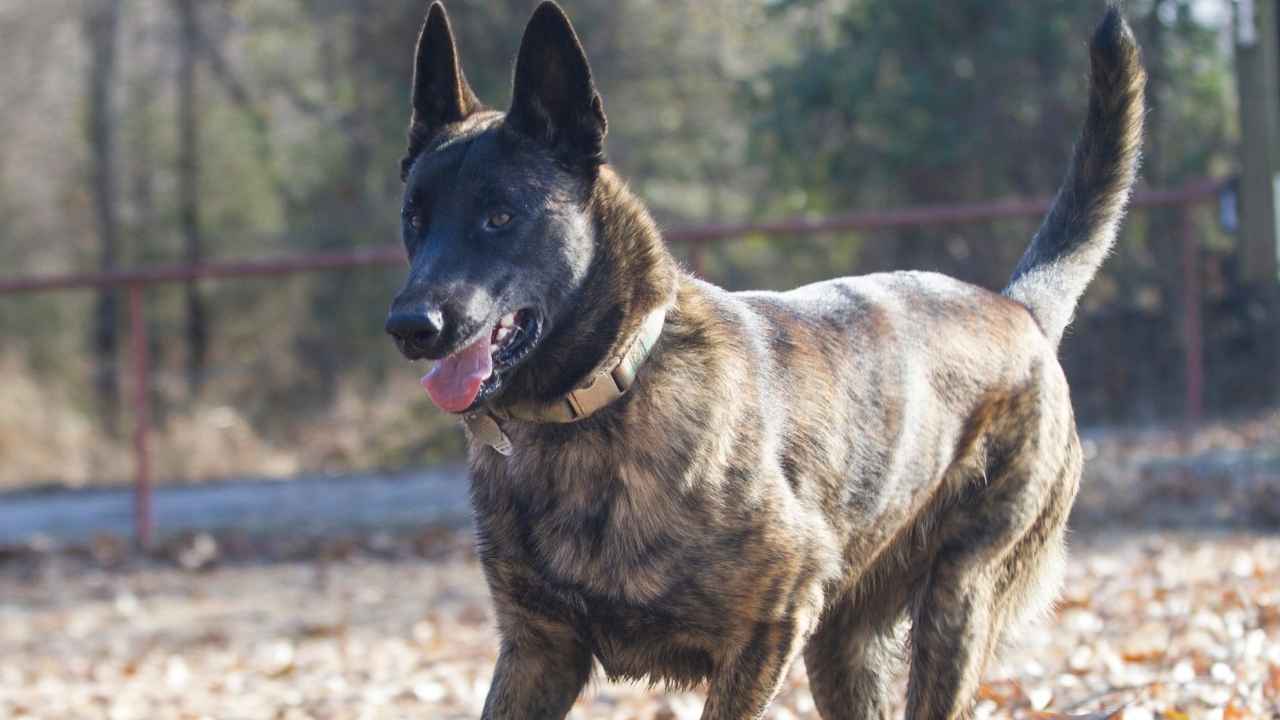 Dutch Shepherd