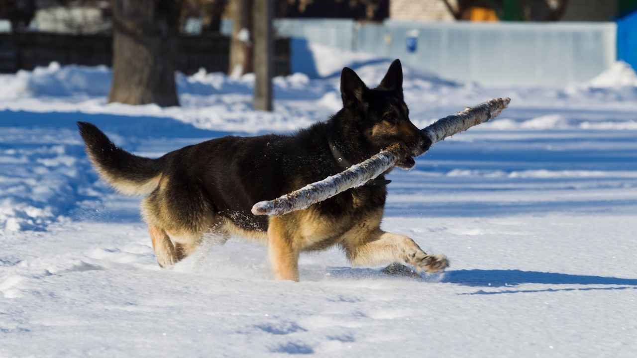 East European Shepherd