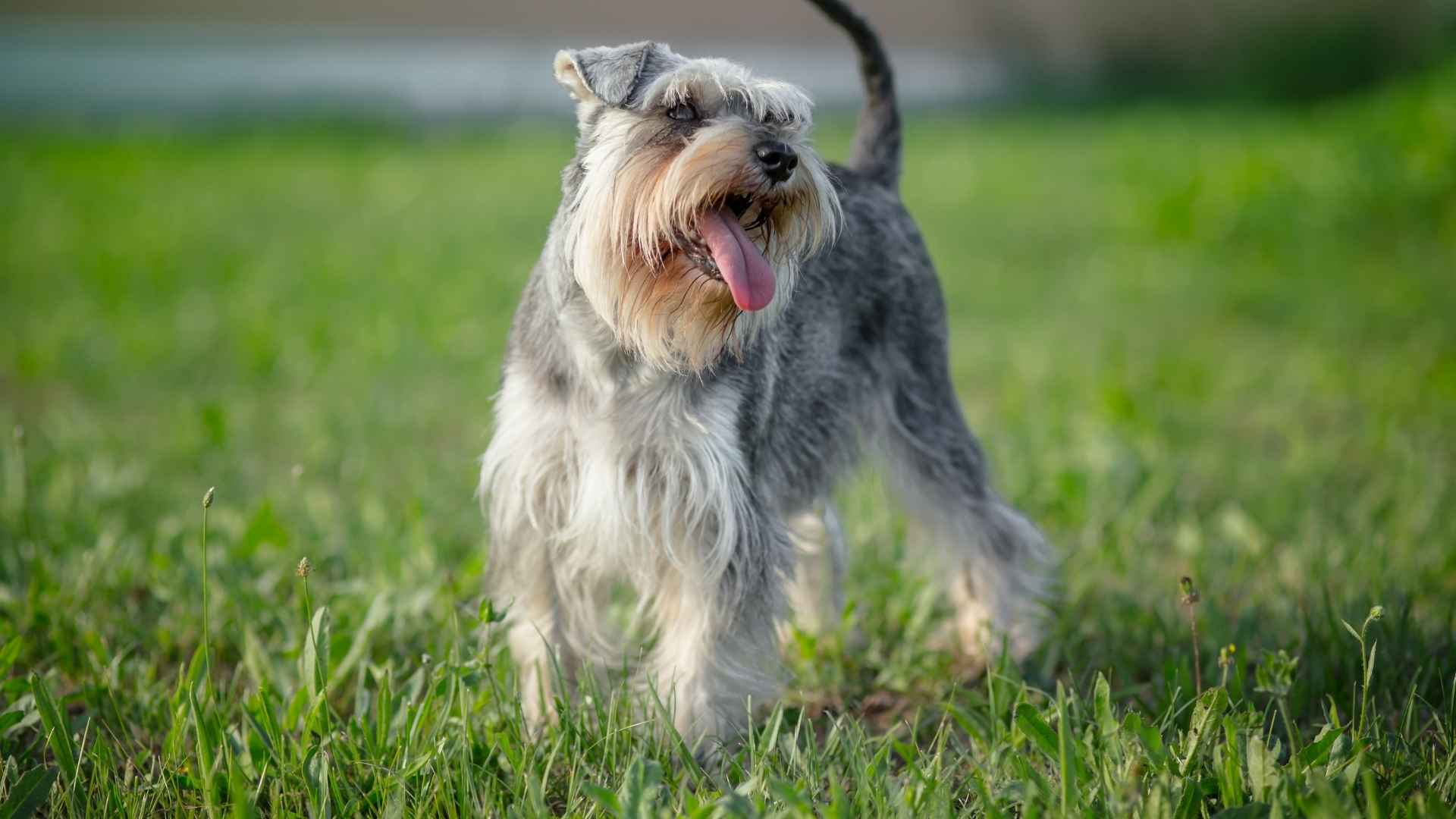 Easy Small Dog Breeds for First Time Owners