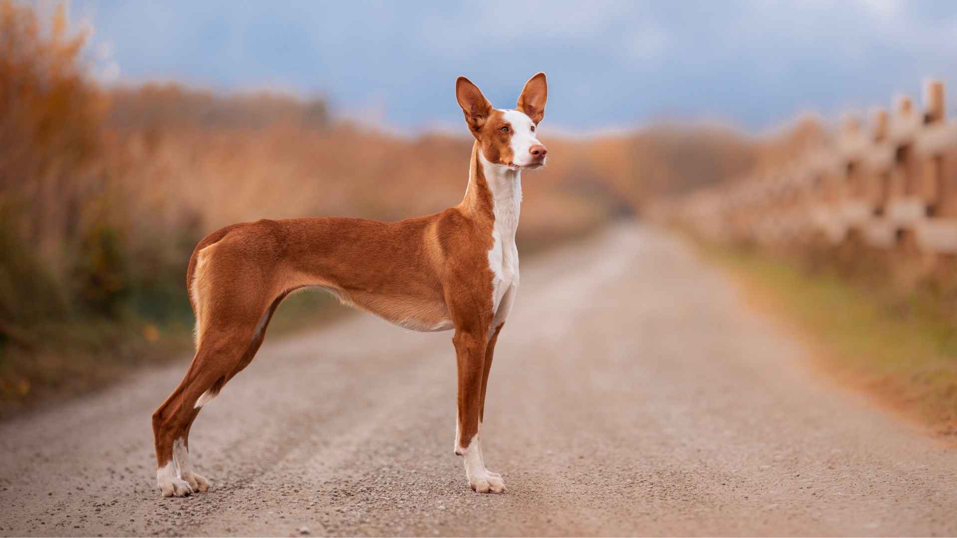 Egyptian Dog Breeds