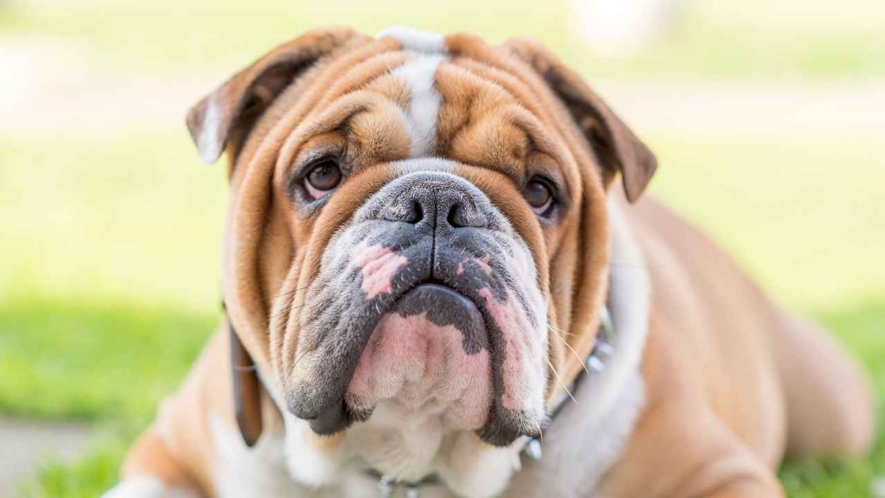 English Bulldog