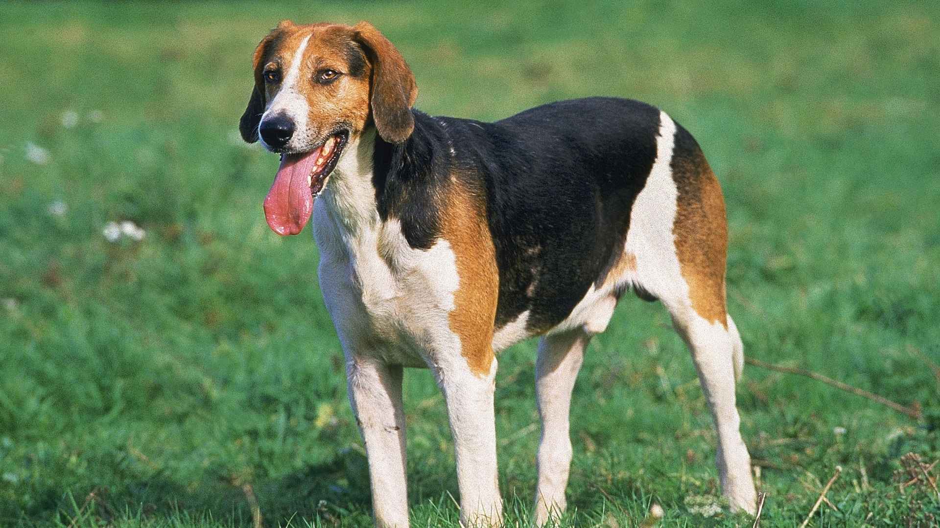 English Dog Breeds