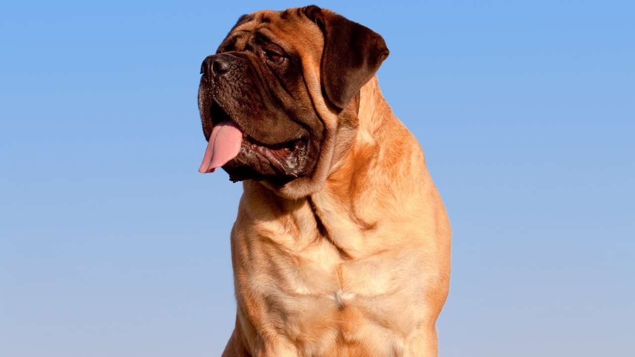 English Mastiff