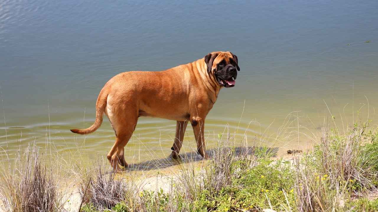 English Mastiff