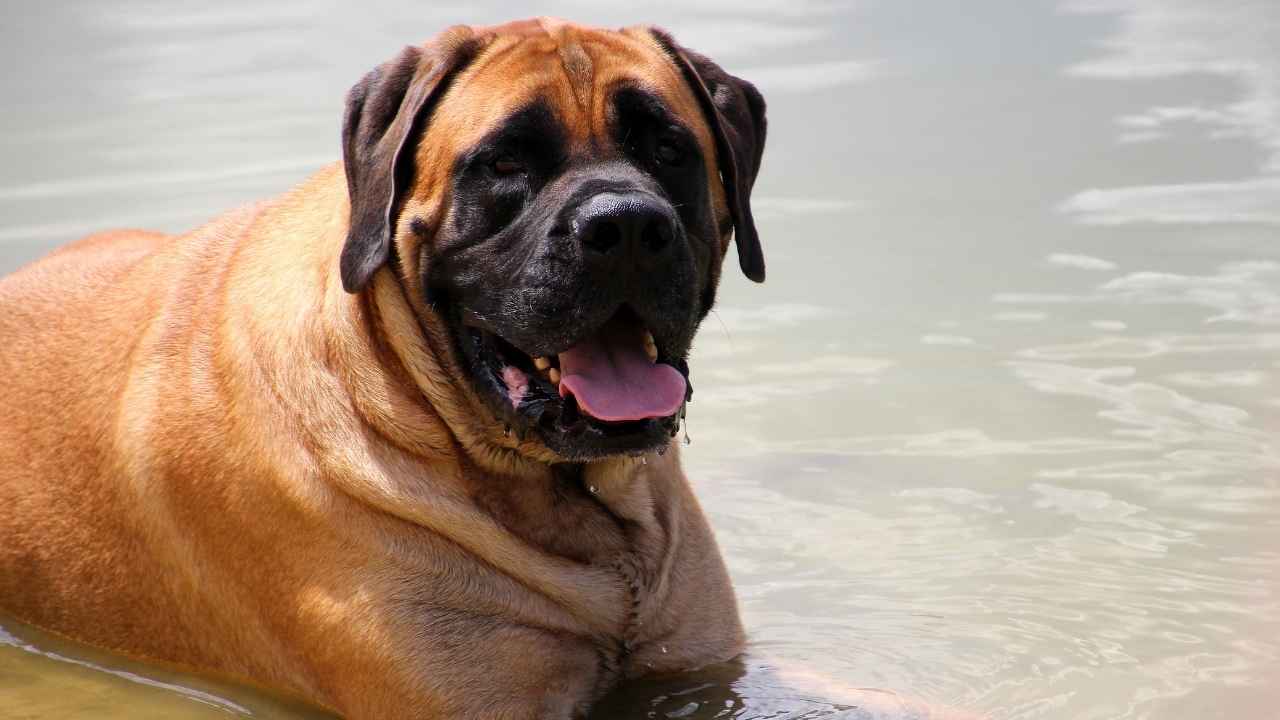 English Mastiff