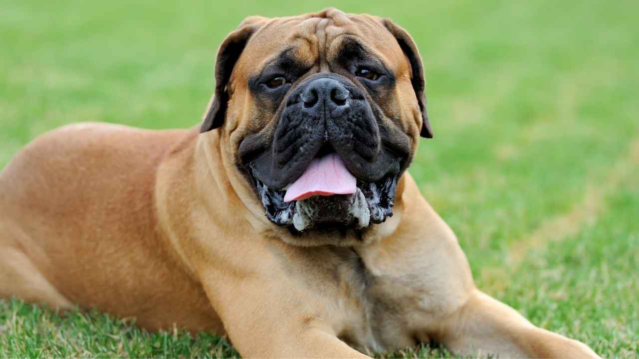 English Mastiff